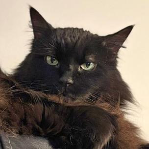 Enlarge Clarence: Courtesy Post, a Adoptable mixed breed in New York, NY image 3/3