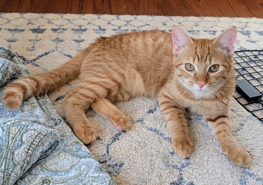 Enlarge Ricky, a Adoptable Domestic Short Hair in Louisa, VA image 2/6