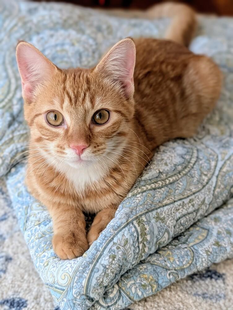 Enlarge Ricky, a Adoptable Domestic Short Hair in Louisa, VA image 3/6