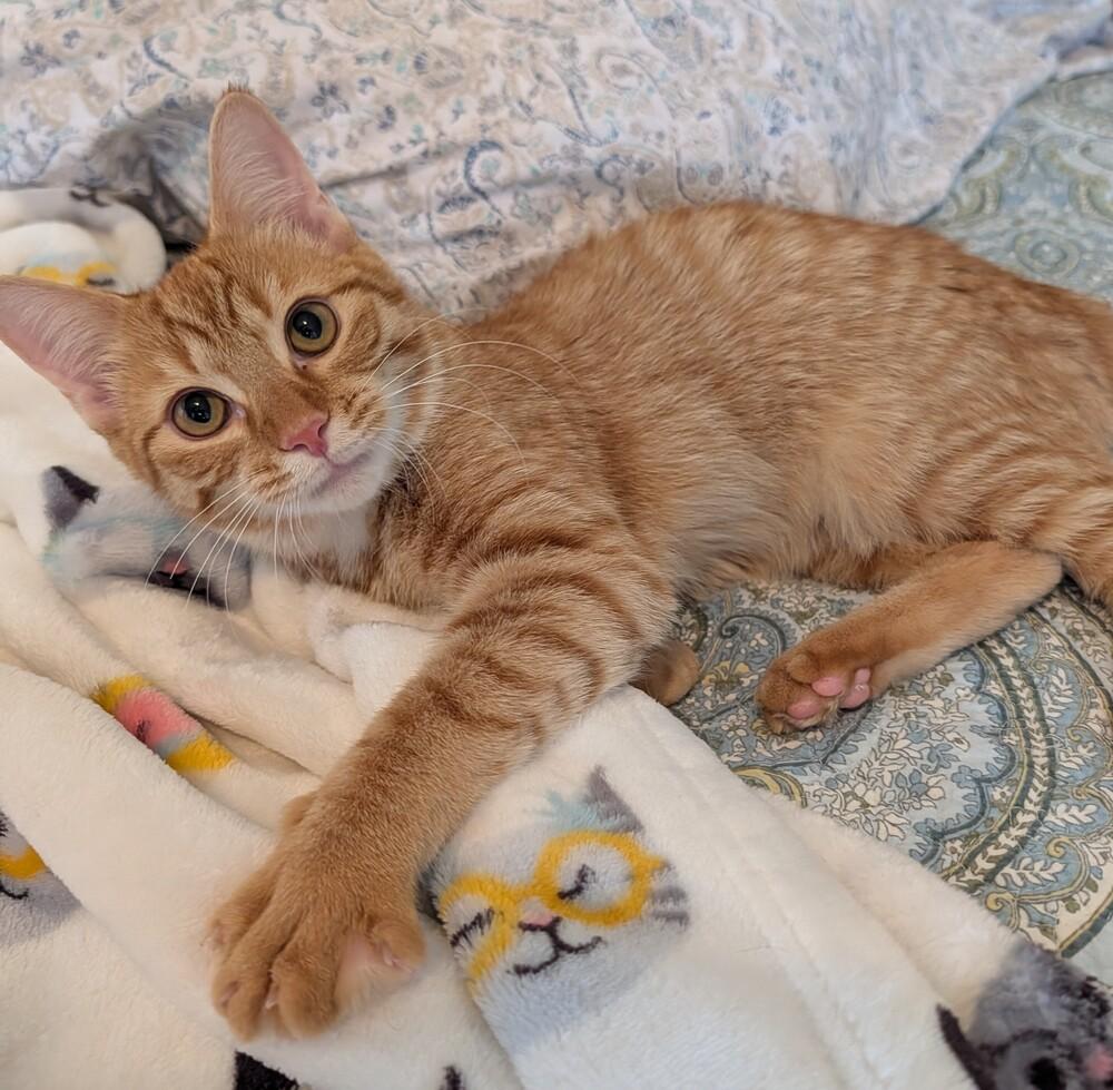 Enlarge Ricky, a Adoptable Domestic Short Hair in Louisa, VA image 4/6