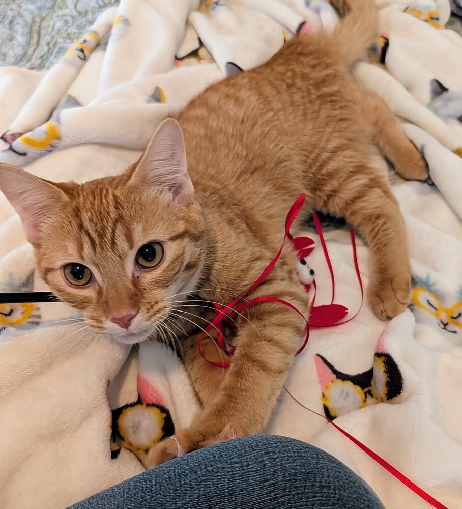 Enlarge Ricky, a Adoptable Domestic Short Hair in Louisa, VA image 6/6