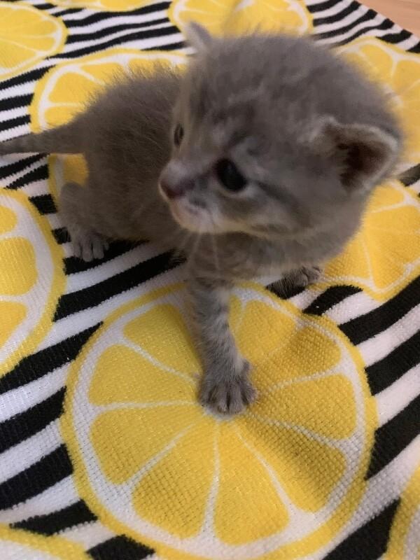 Enlarge Havana, a Adoptable American Shorthair in Kennewick, WA image 1/3