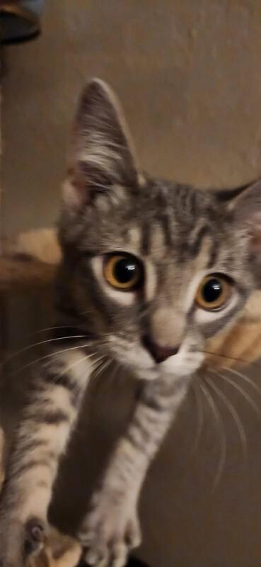 Havana, a Adoptable American Shorthair in Kennewick, WA image 2/3