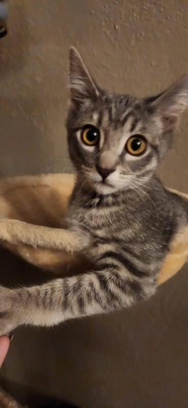 Enlarge Havana, a Adoptable American Shorthair in Kennewick, WA image 3/3