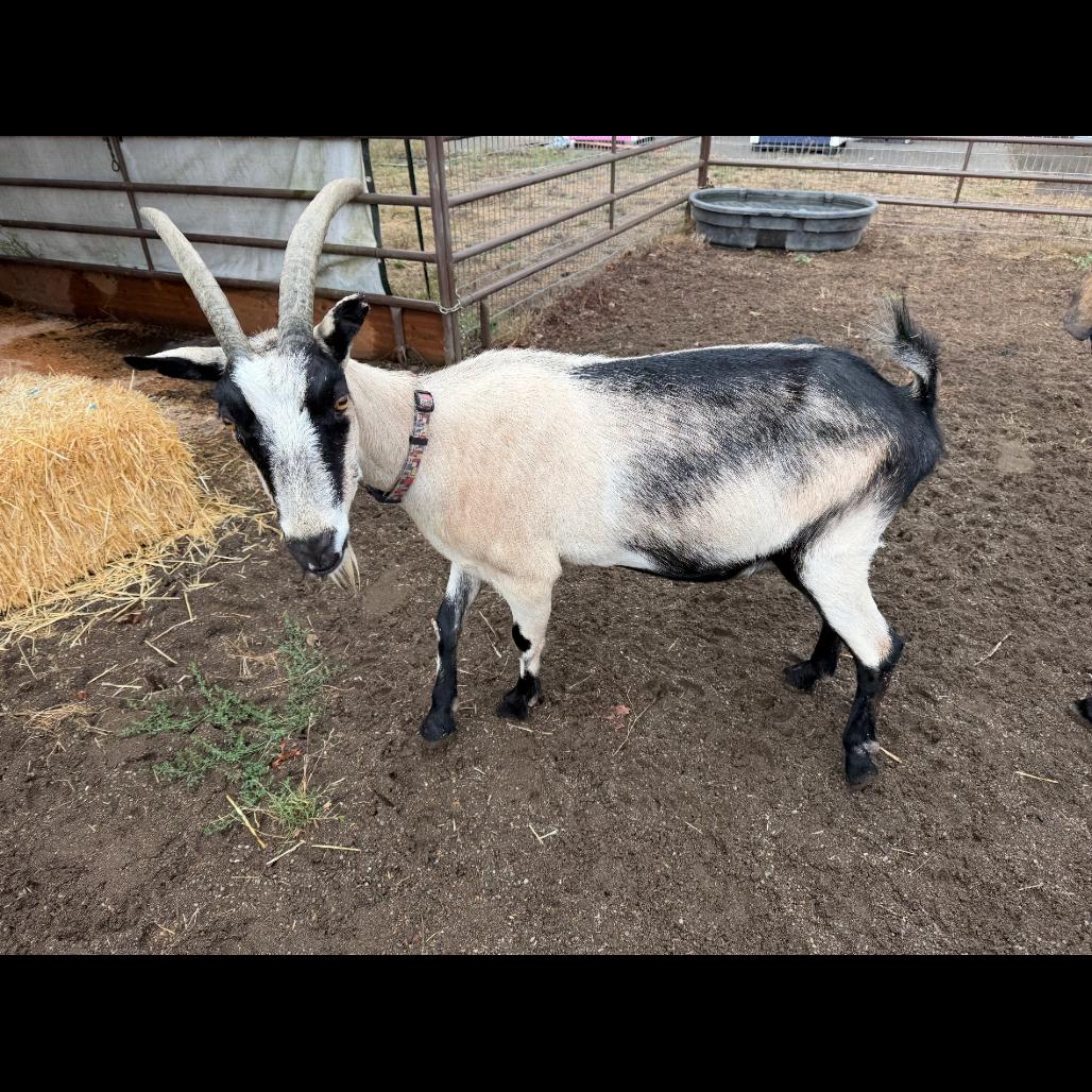 Boss Lady, Adoptable, Adult Female Goat.
