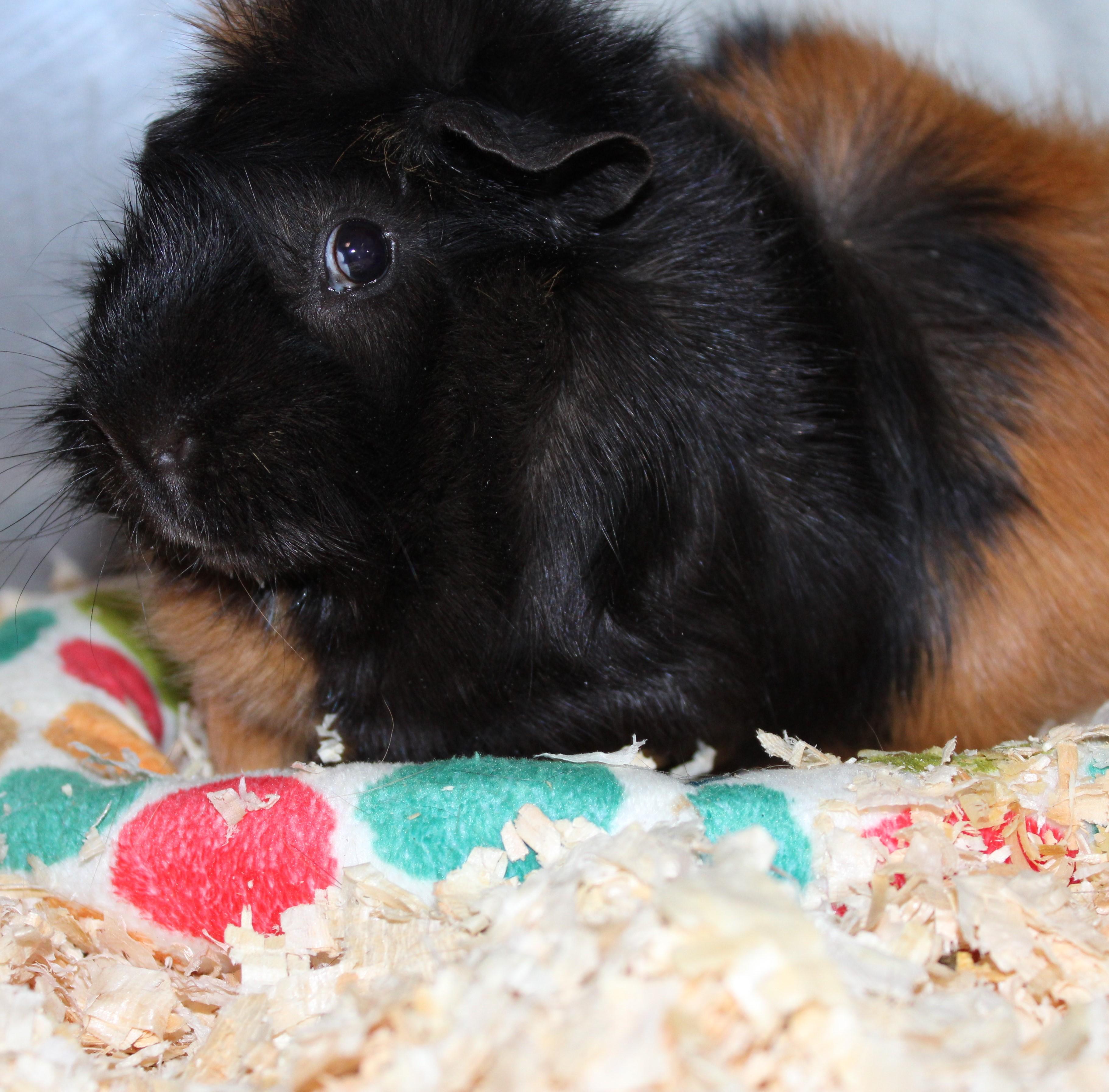 Enlarge Pumpkin, a ADOPTABLE Abyssinian in Mississauga, ON image 2/3
