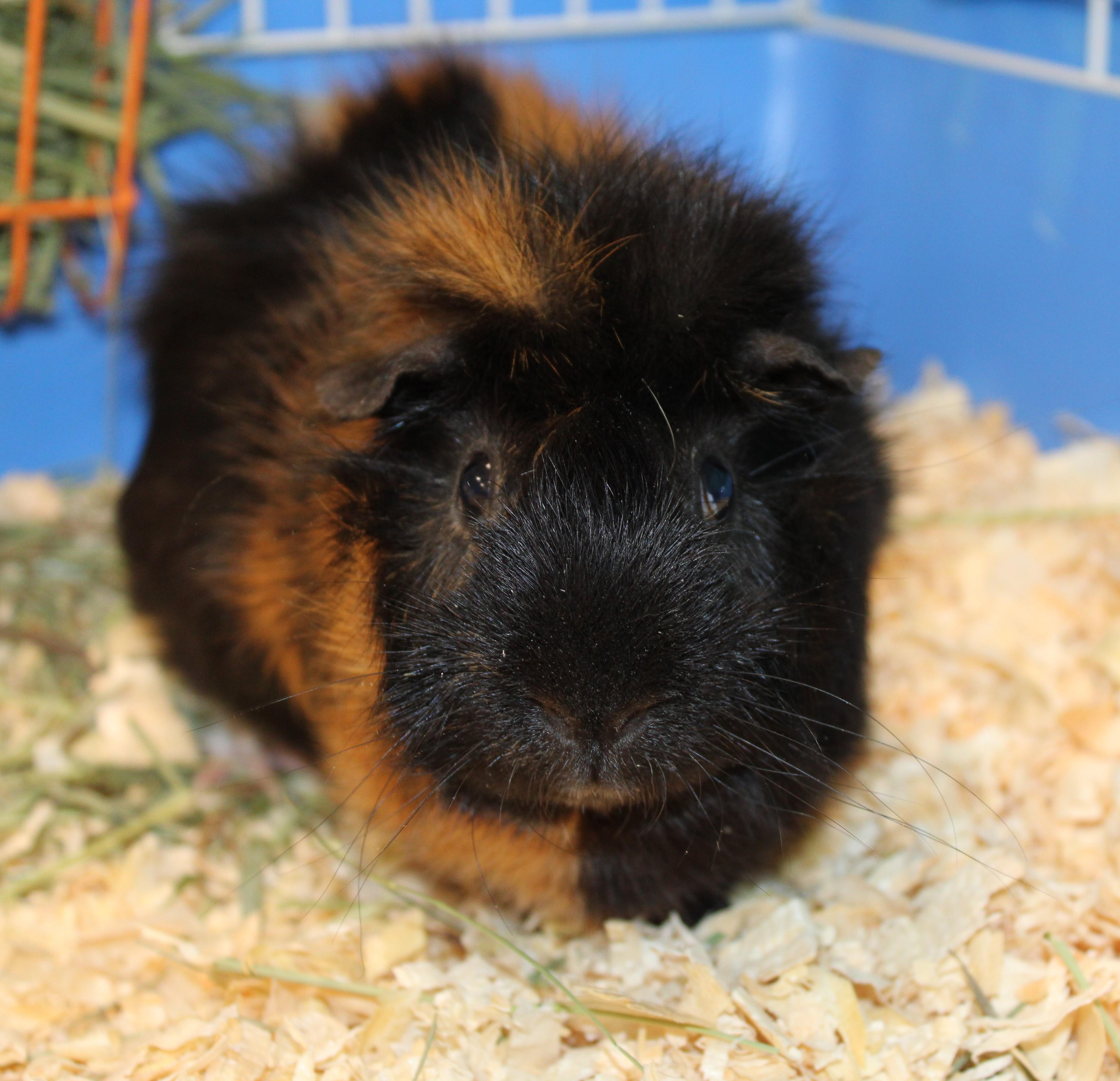 Pumpkin, ADOPTABLE, Adult Male Abyssinian.