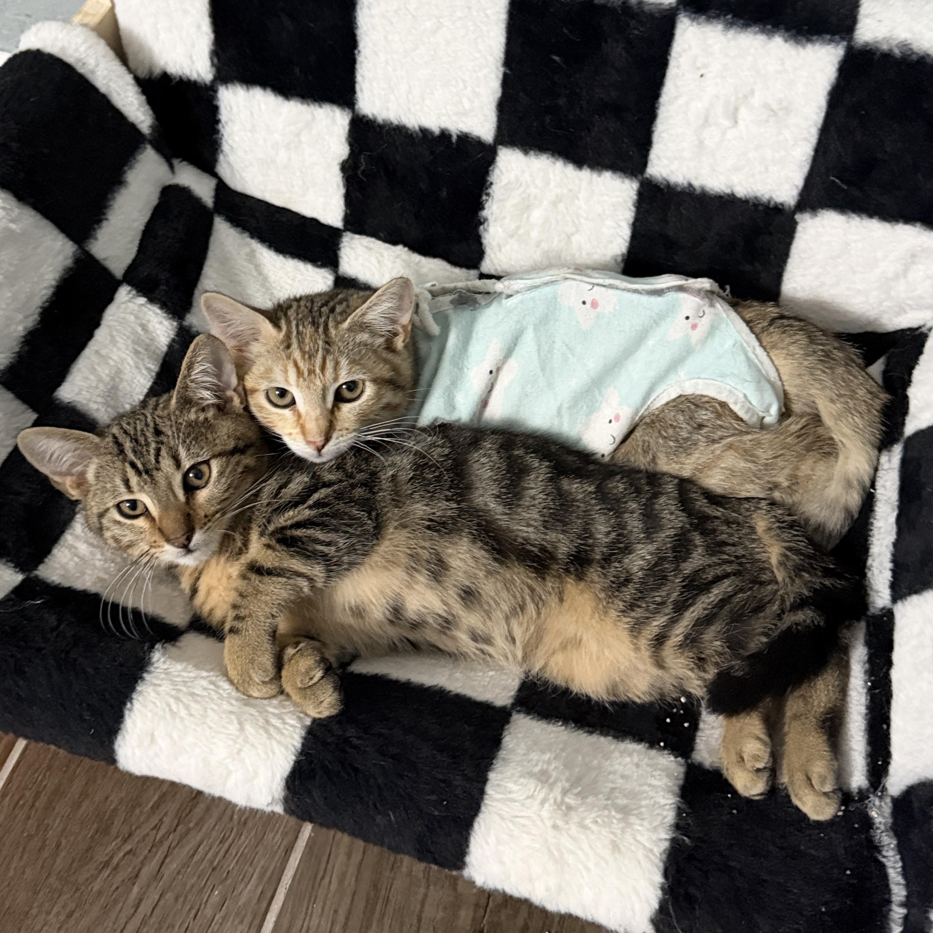 Nutmeg, ADOPTABLE, Kitten Male Domestic Short Hair.