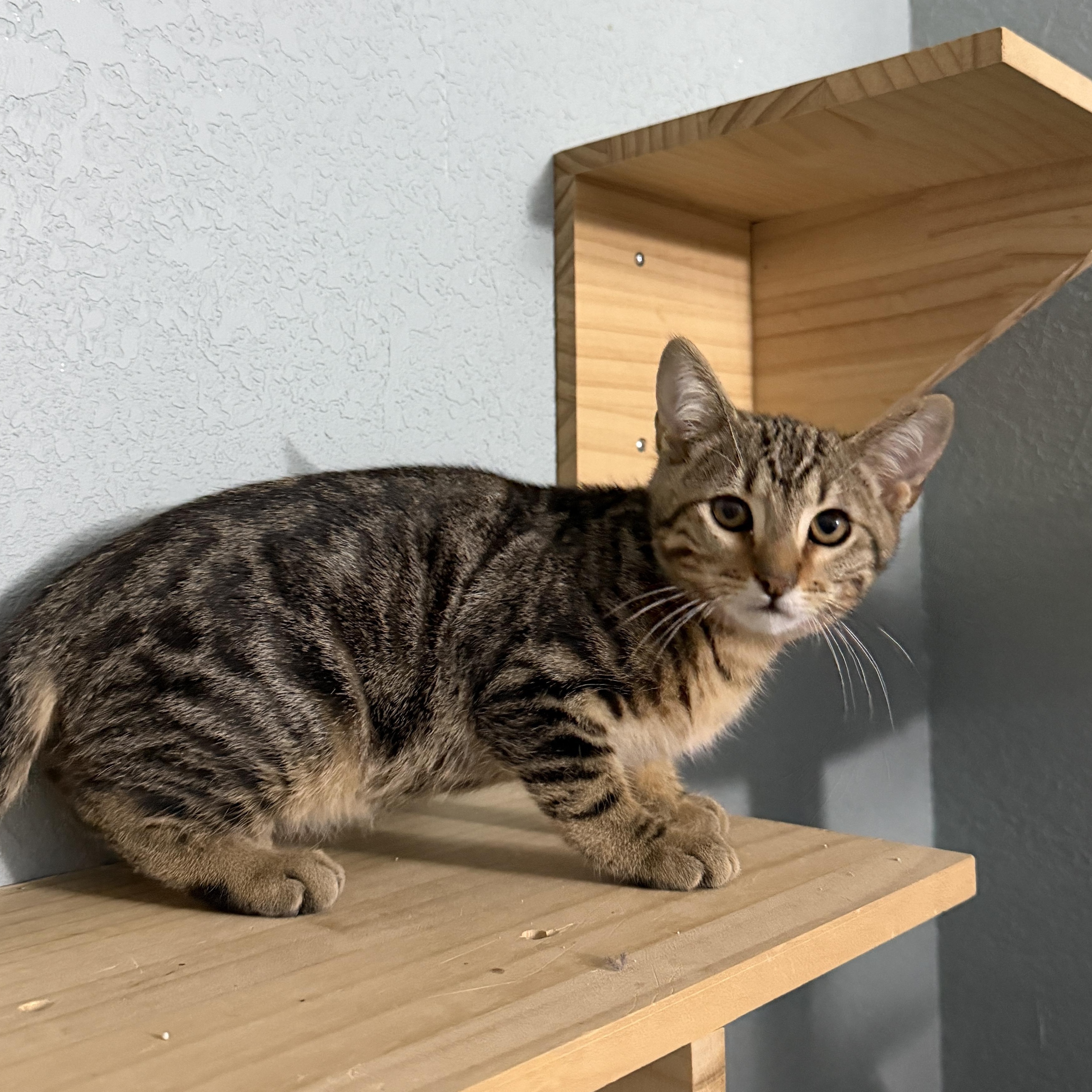 Nutmeg, a ADOPTABLE Domestic Short Hair in Chandler, AZ image 2/3