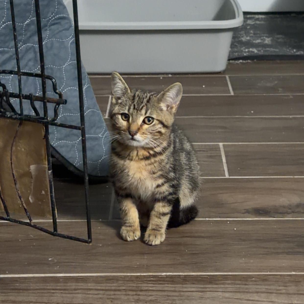 Nutmeg, a ADOPTABLE Domestic Short Hair in Chandler, AZ image 3/3