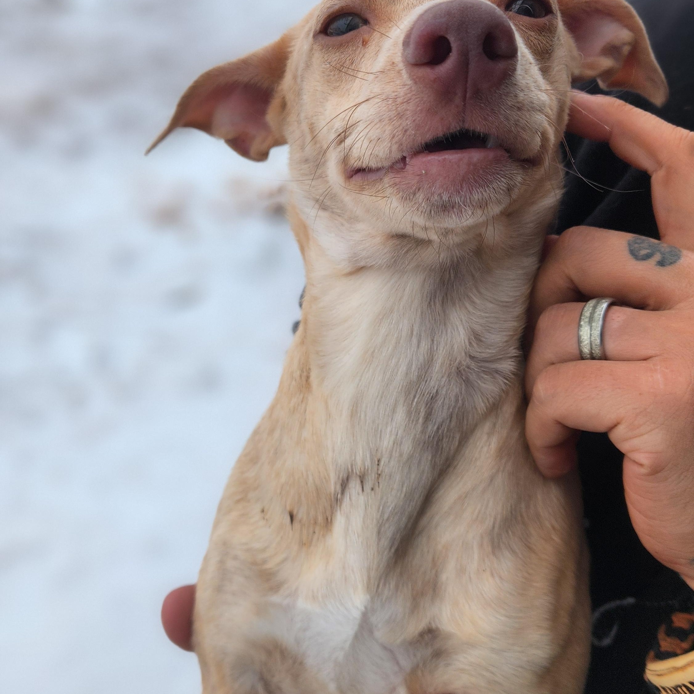 Enlarge Shrew, a ADOPTABLE mixed breed in Amarillo, TX image 2/3