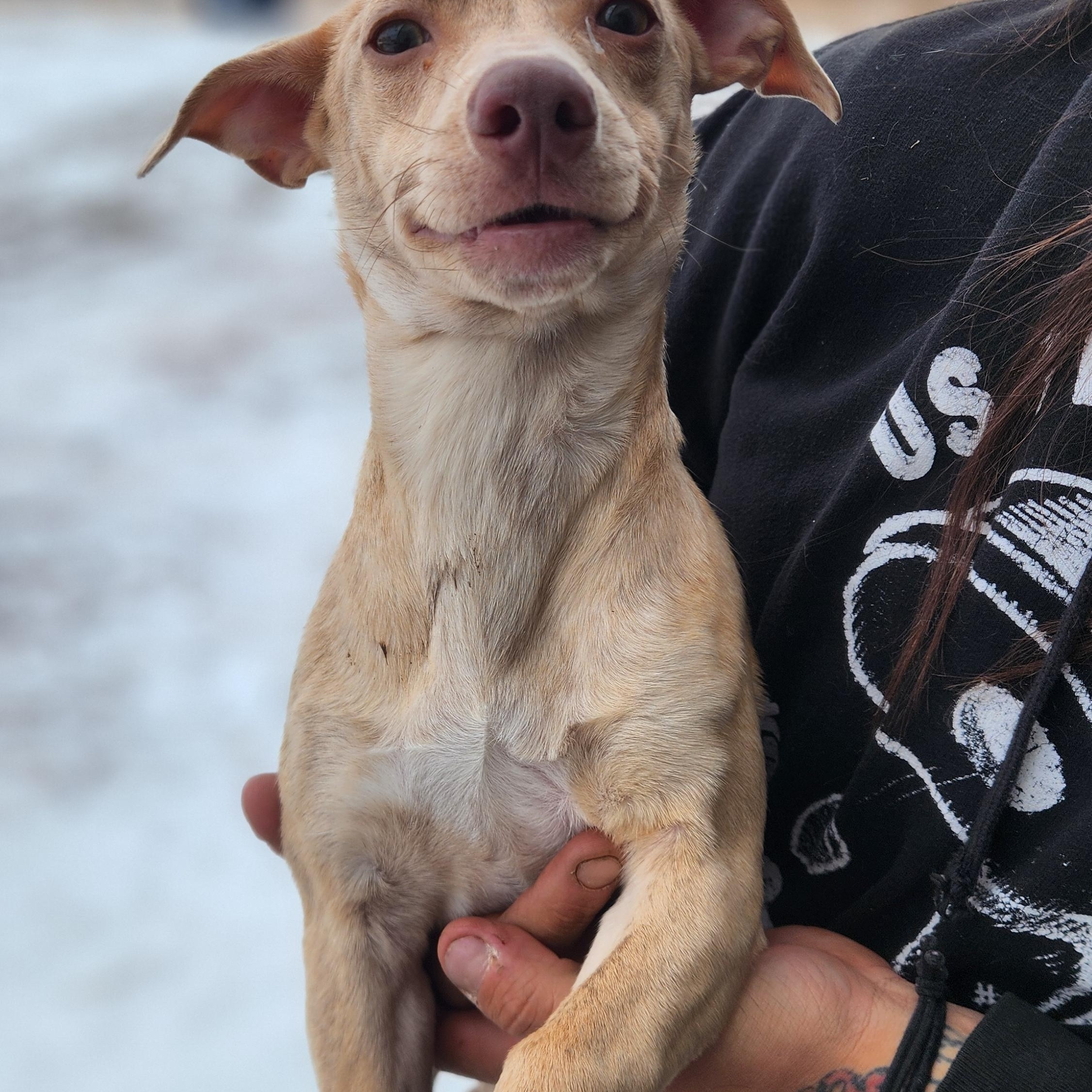Enlarge Shrew, a ADOPTABLE mixed breed in Amarillo, TX image 1/3