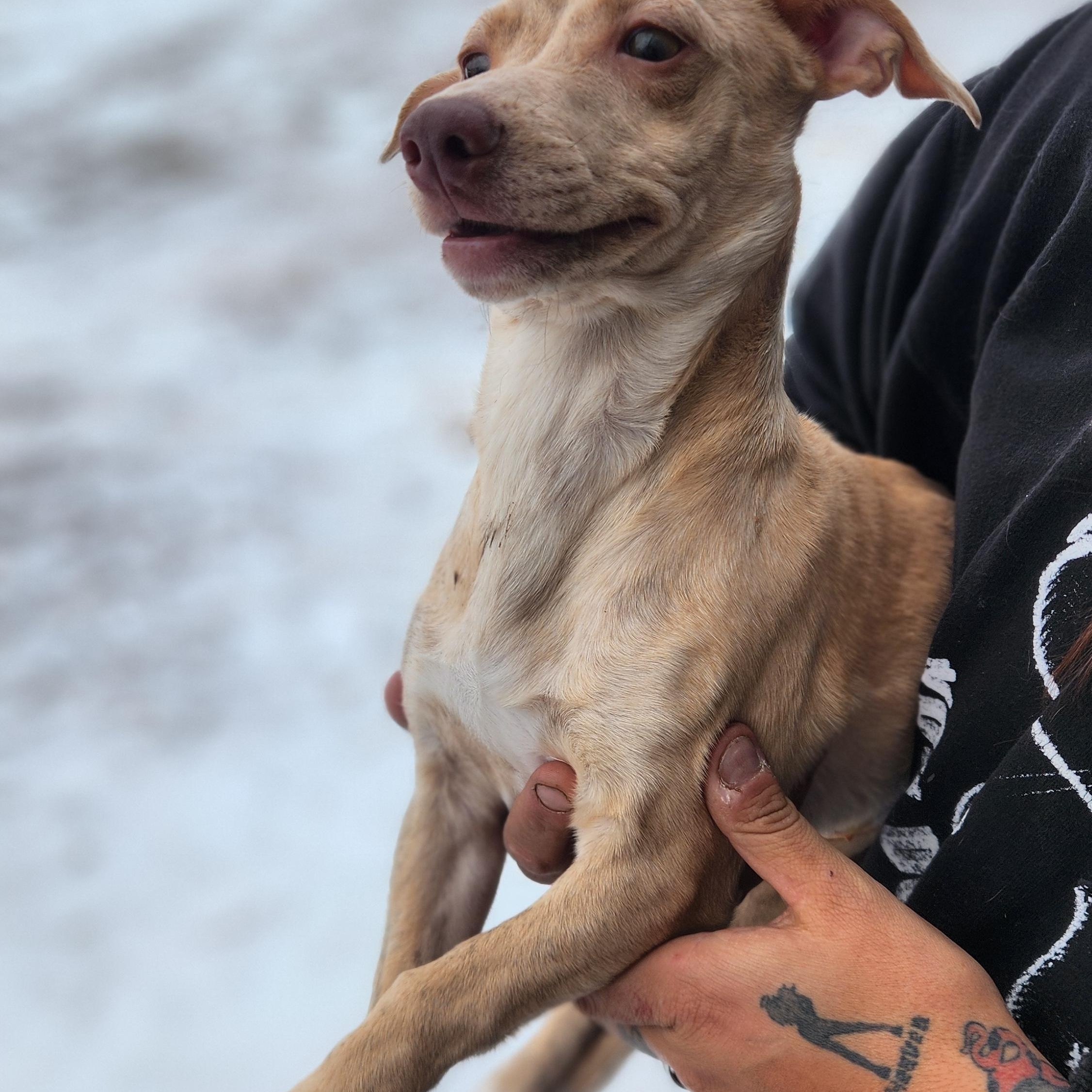 Enlarge Shrew, a ADOPTABLE mixed breed in Amarillo, TX image 3/3