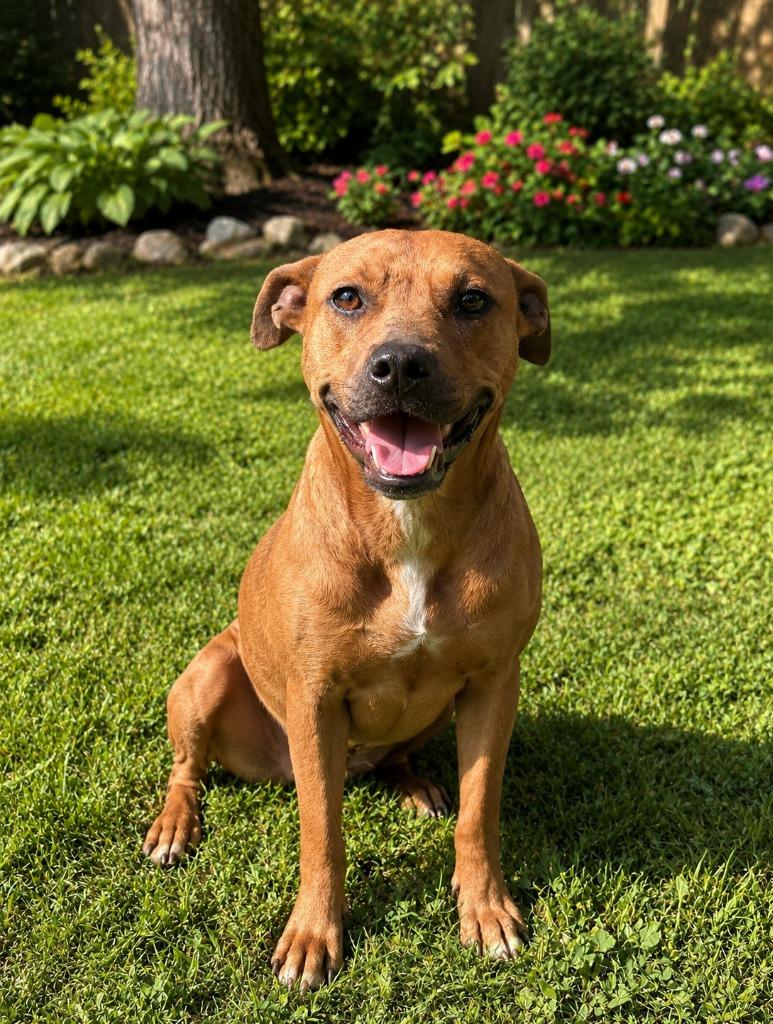 Jazz, Adoptable, Young Female Black Mouth Cur & Hound.