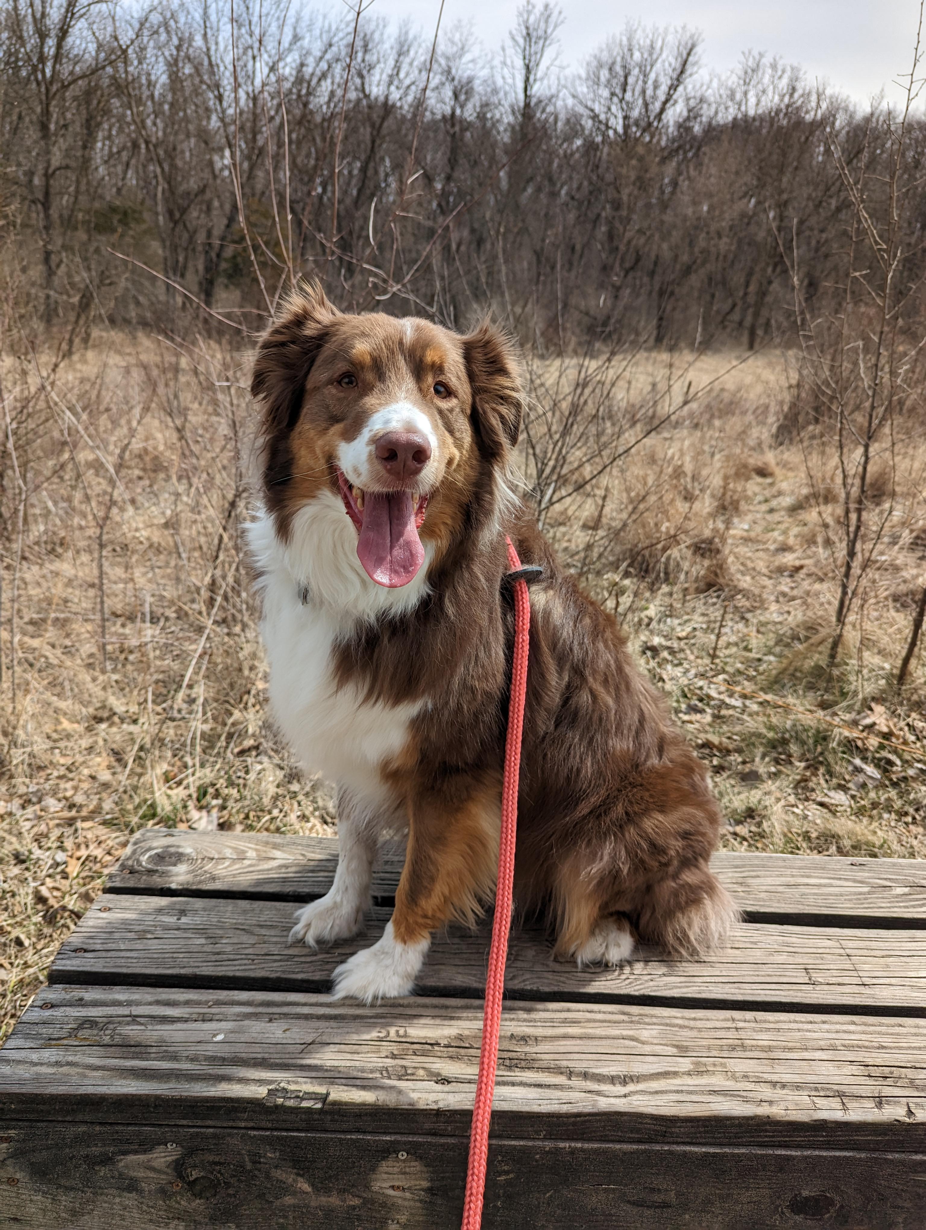 Apollo - COURTESY POST - URBANDALE IOWA, Adult Male Australian Shepherd
