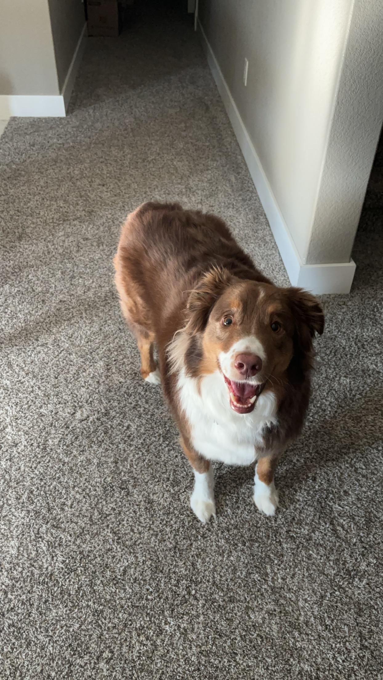 Apollo - COURTESY POST - URBANDALE IOWA photo 5