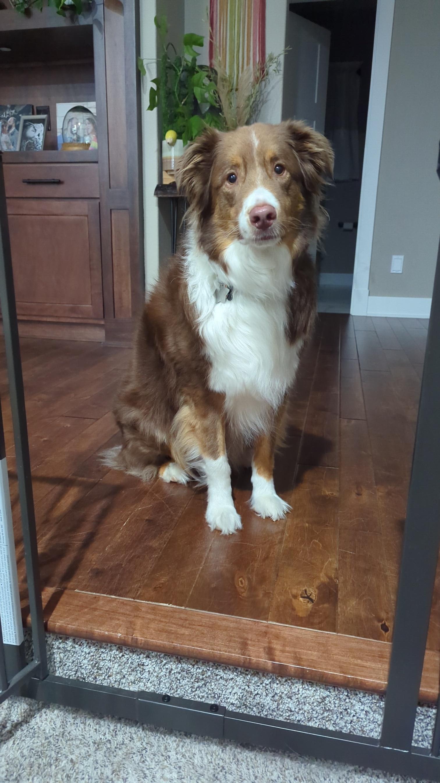 Apollo - COURTESY POST - URBANDALE IOWA photo 4