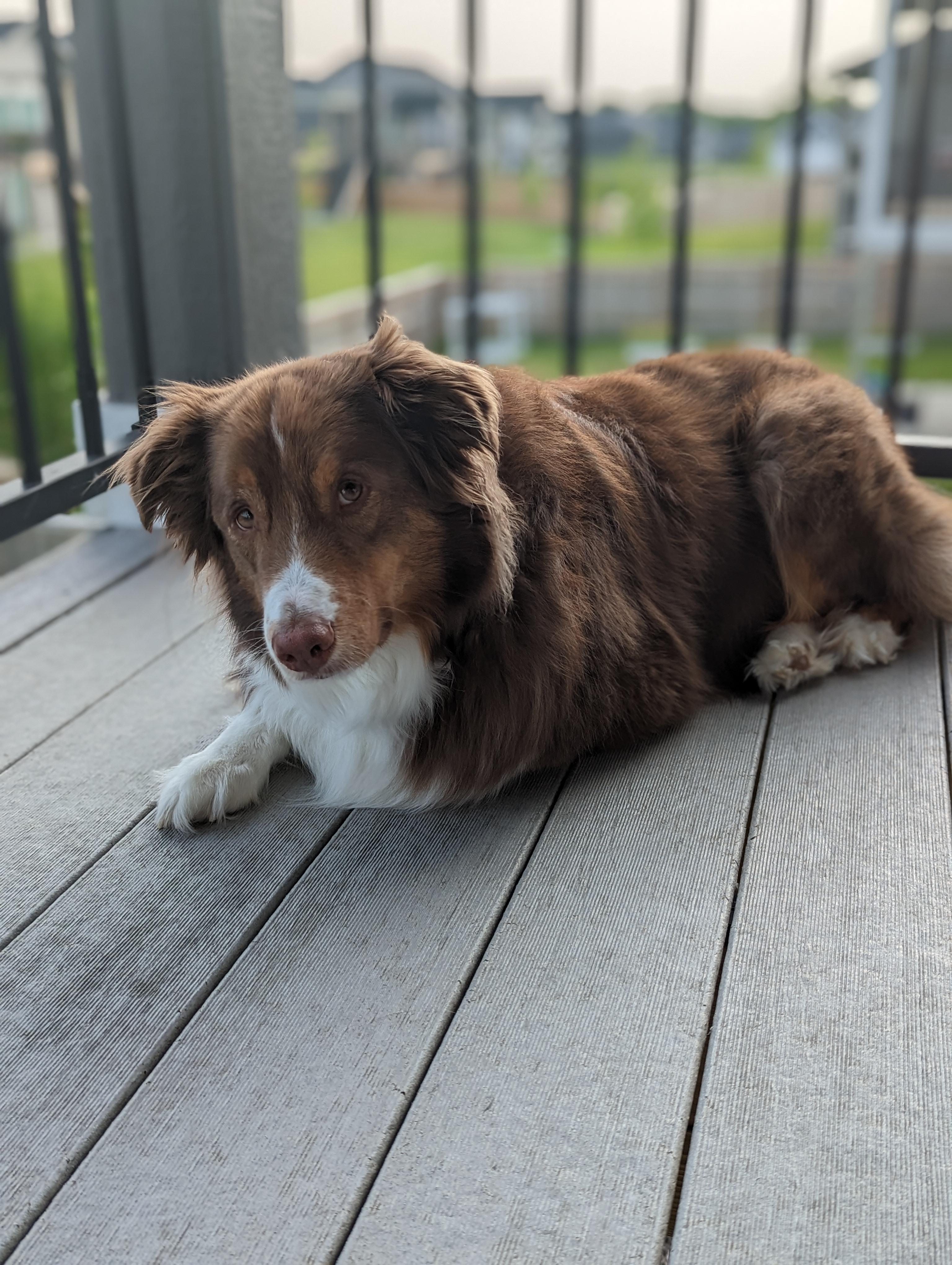 Apollo - COURTESY POST - URBANDALE IOWA photo 2