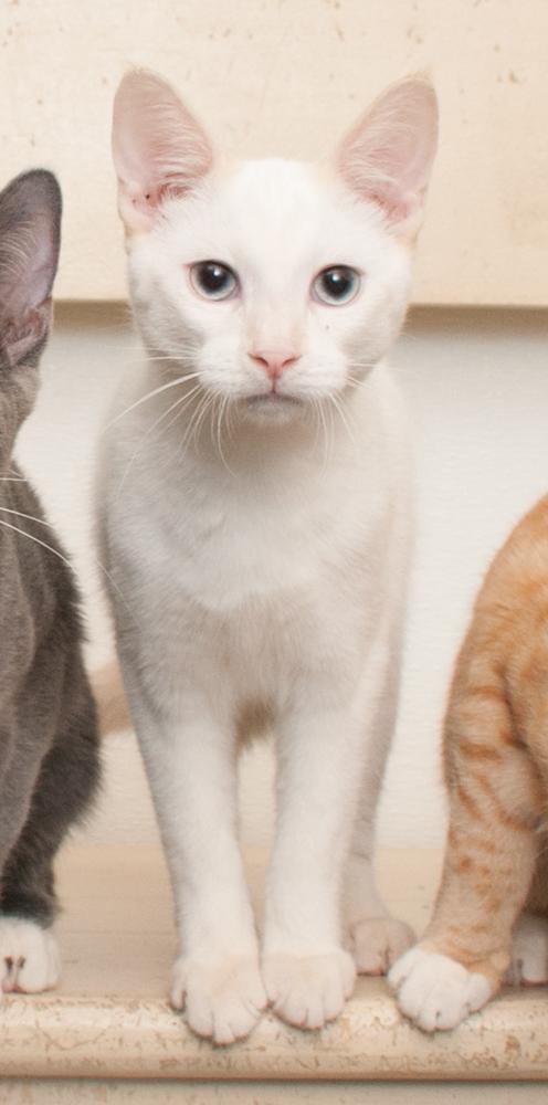 Bubba (gets adopted with GregGreg), an adopted Siamese in Westminster, CO image 4/6