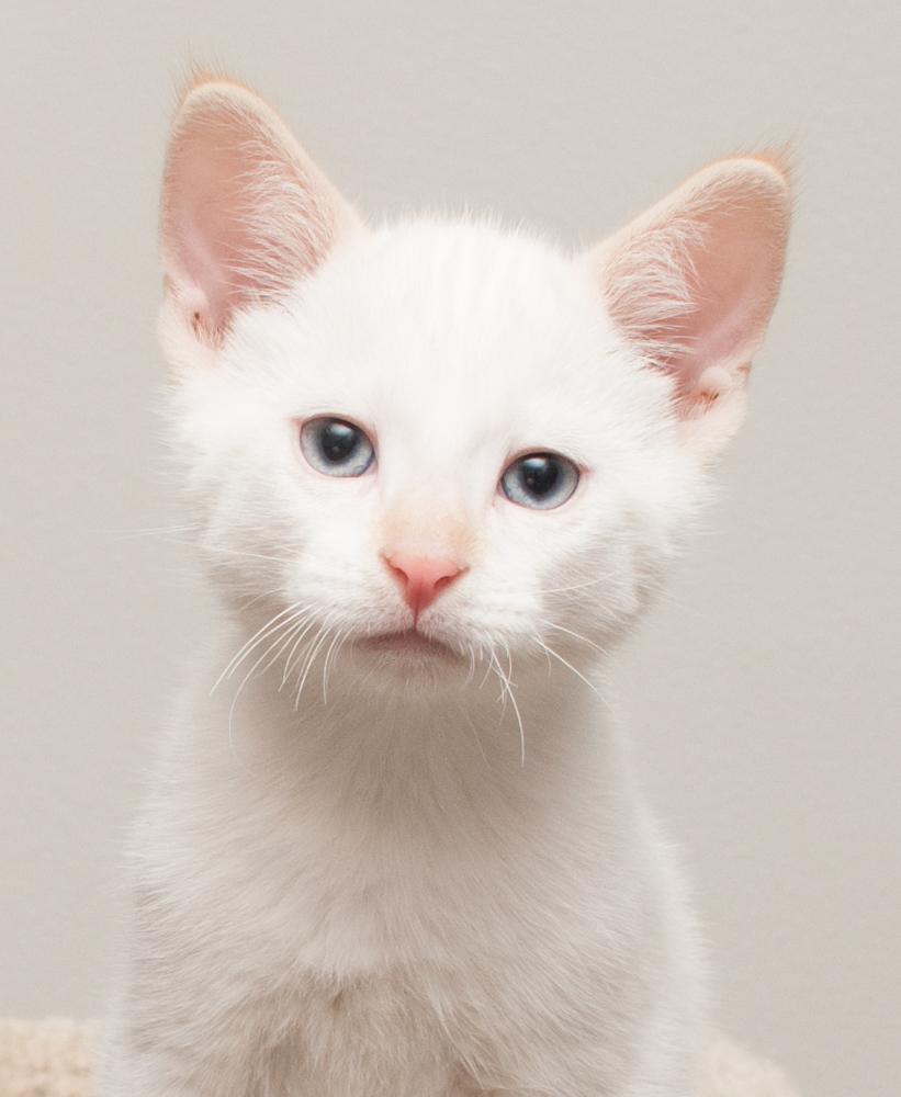 Bubba (gets adopted with GregGreg), a Adoptable Siamese in Westminster, CO image 1/5