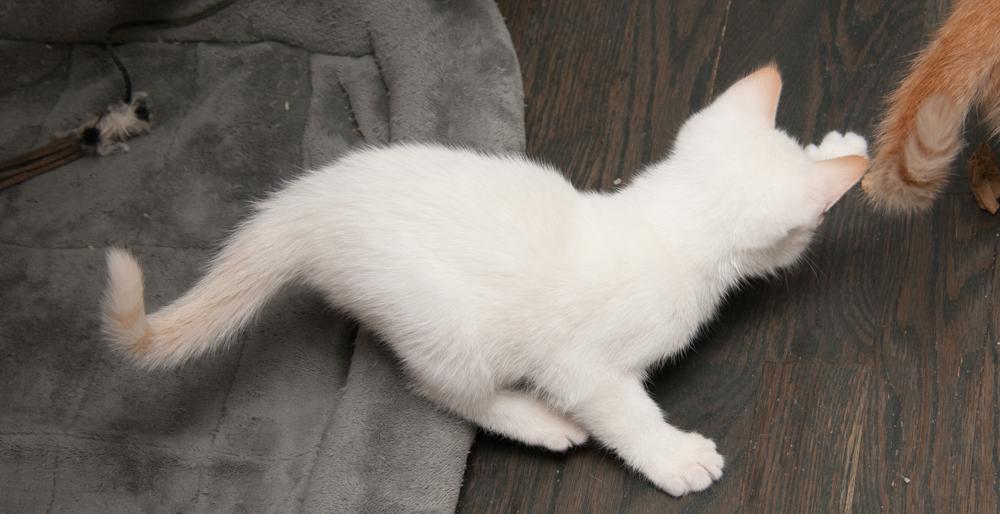 Bubba (gets adopted with GregGreg), a Adoptable Siamese in Westminster, CO image 2/5