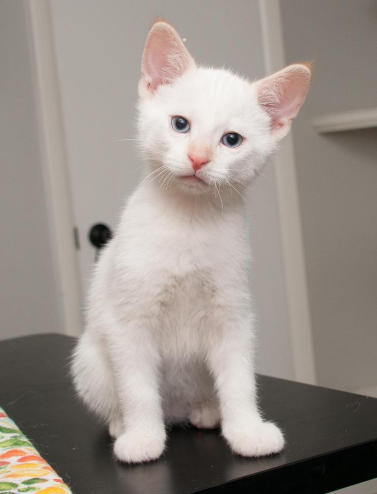 Bubba (gets adopted with GregGreg), a Adoptable Siamese in Westminster, CO image 3/5