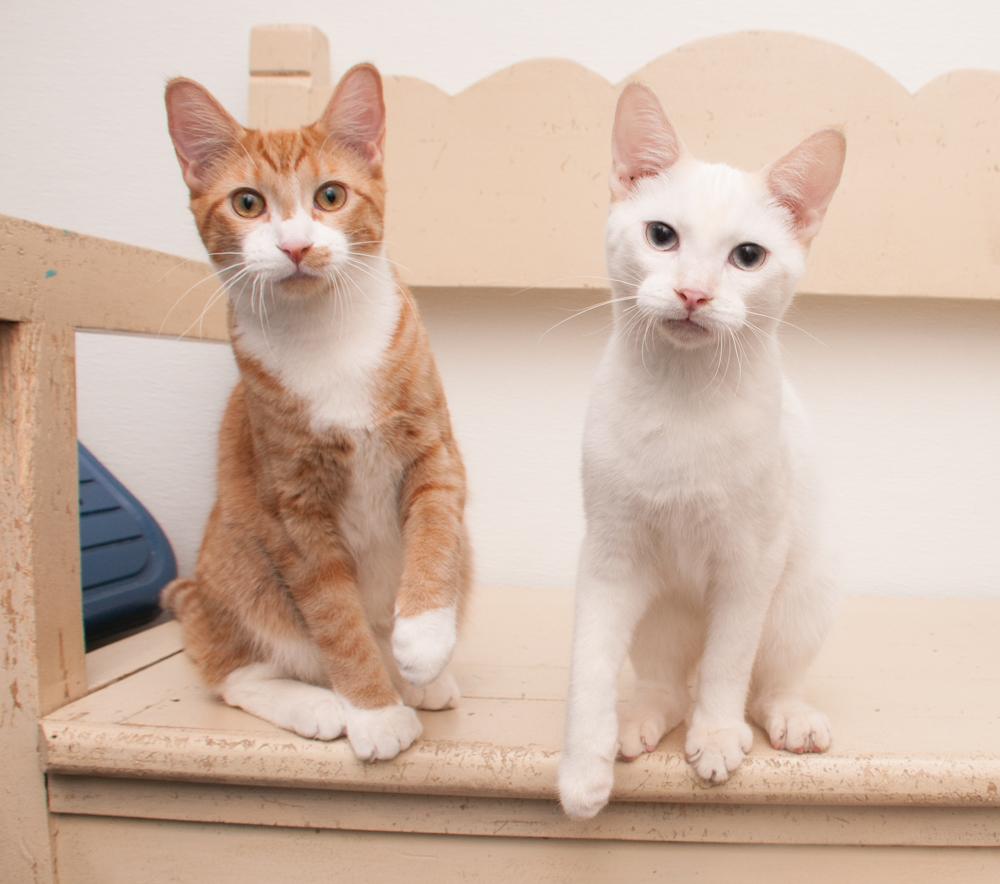 Bubba (gets adopted with GregGreg), an adopted Siamese in Westminster, CO image 5/6