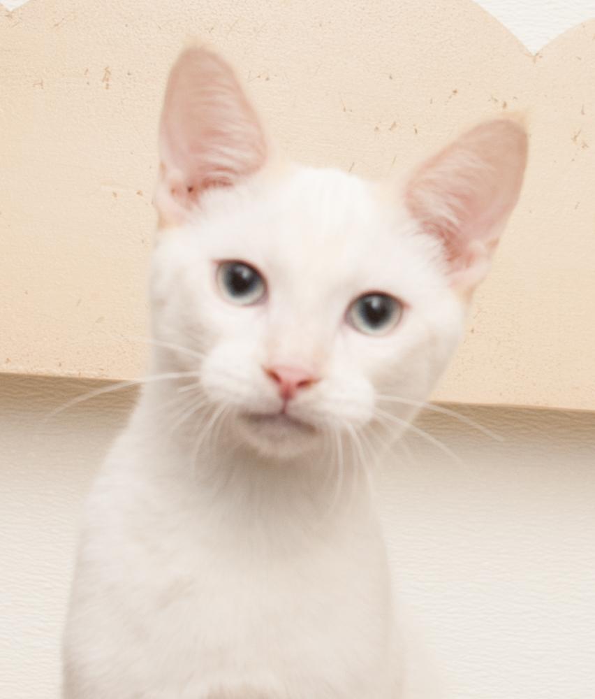 Bubba (gets adopted with GregGreg), an adopted Siamese in Westminster, CO image 1/6