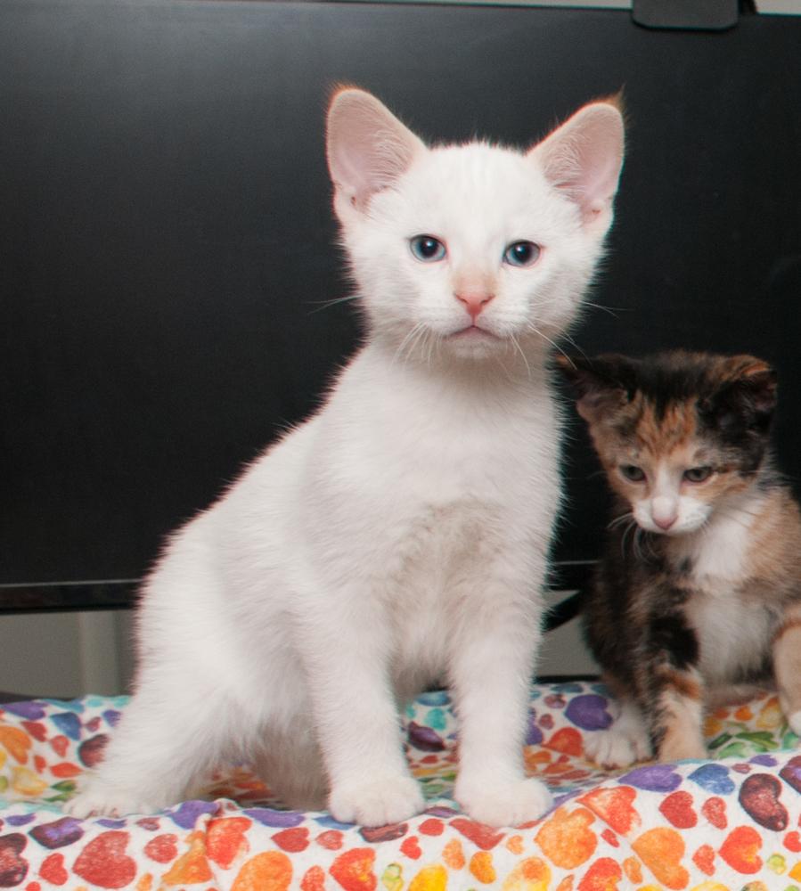 Bubba (gets adopted with GregGreg)