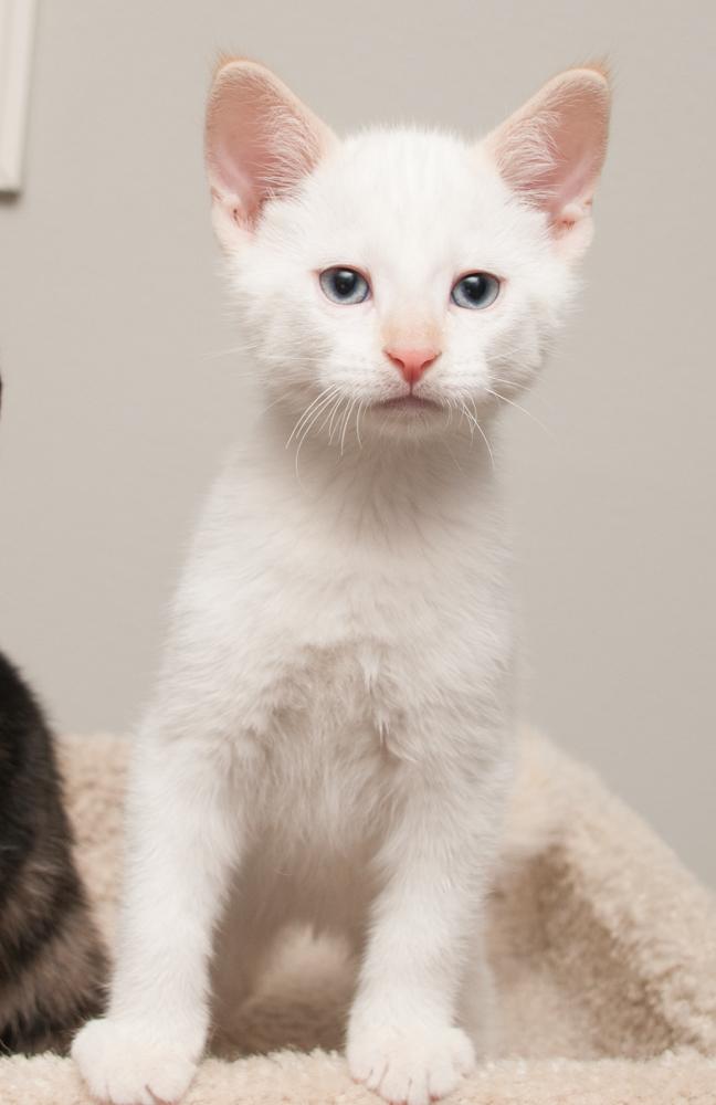 Bubba (gets adopted with GregGreg), a Adoptable Siamese in Westminster, CO image 5/5