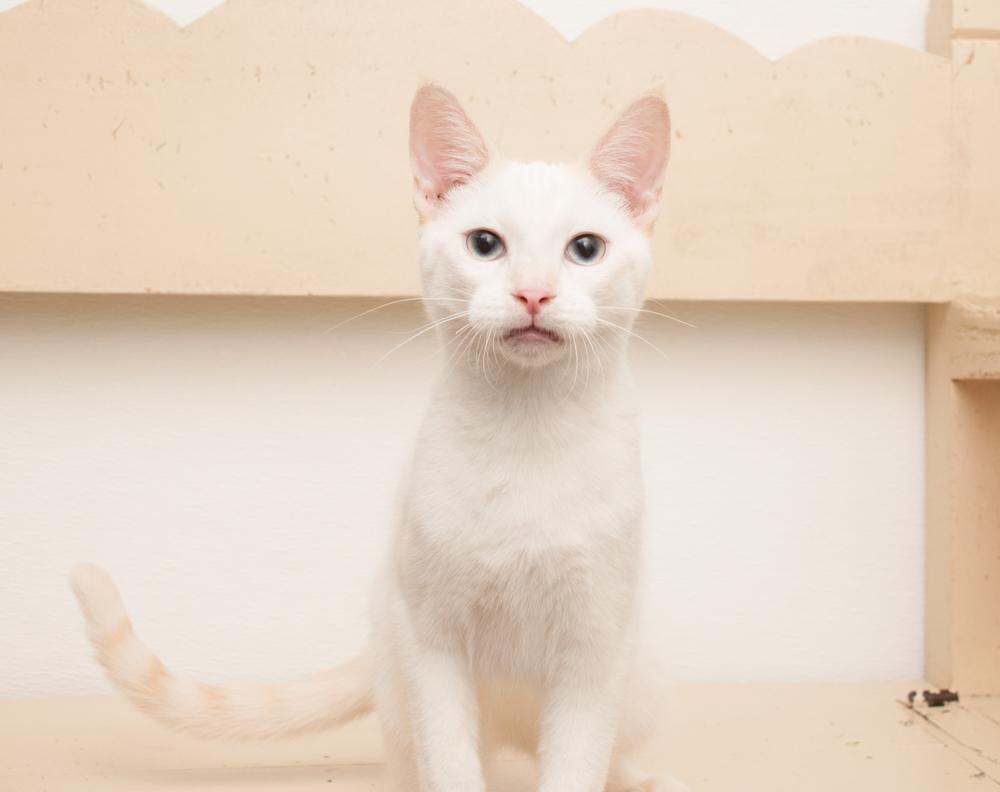 Bubba (gets adopted with GregGreg), an adopted Siamese in Westminster, CO image 3/6