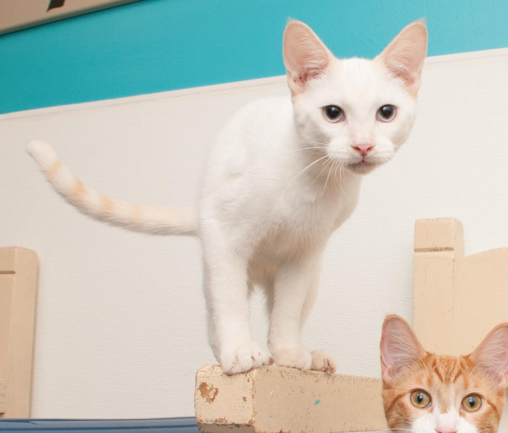 Bubba (gets adopted with GregGreg), an adopted Siamese in Westminster, CO image 2/6