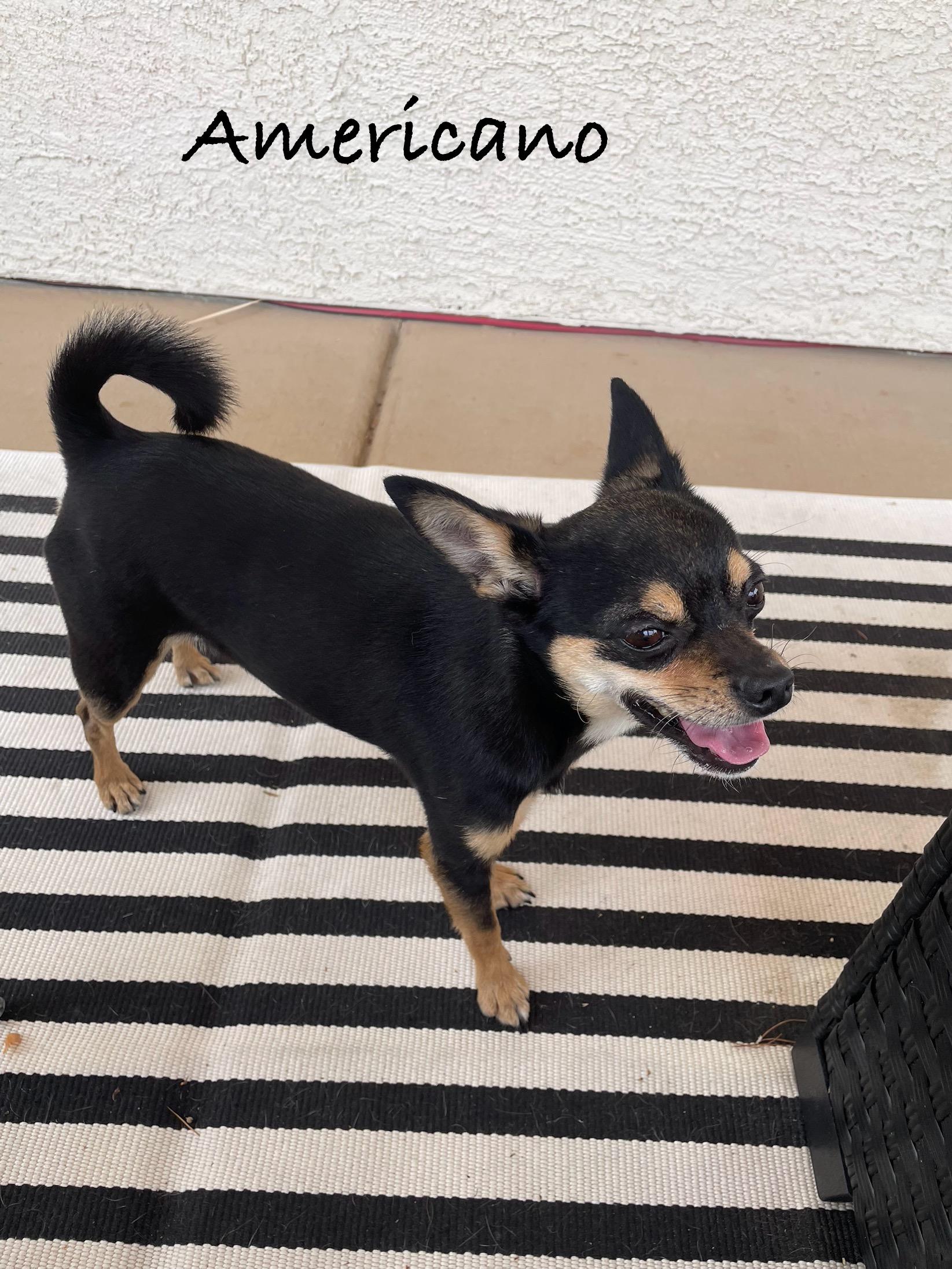 Americano, Adoptable, Adult Male Chihuahua.