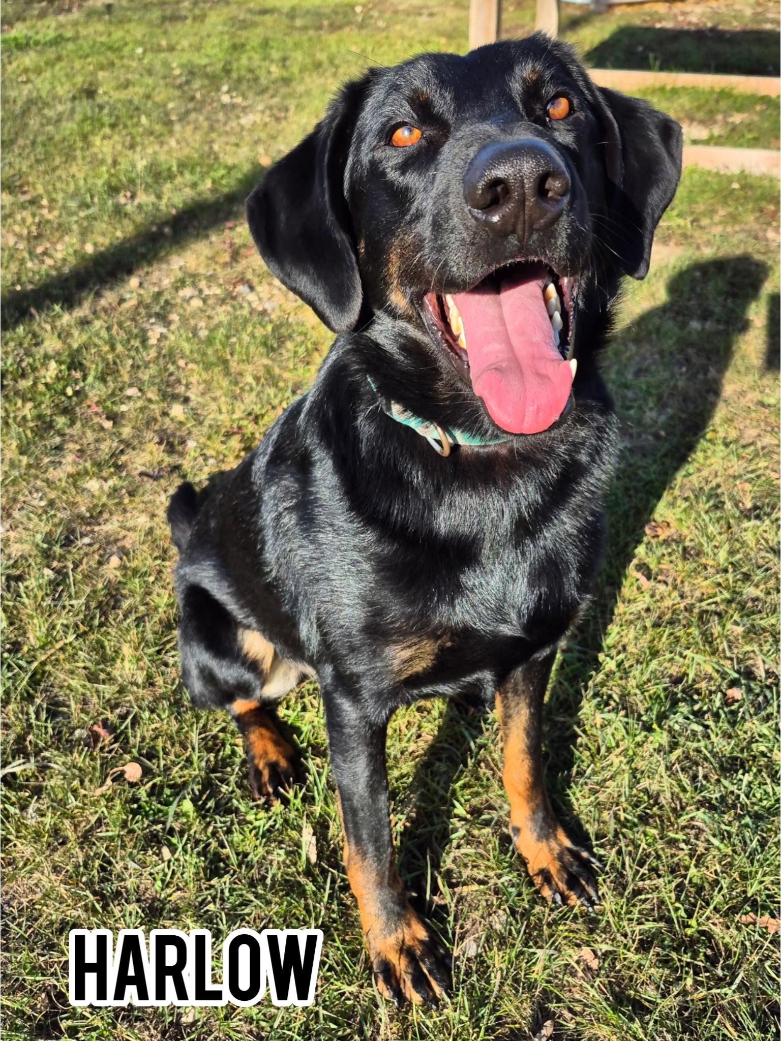 Harlow, Adoptable, Adult Male Rottweiler & Labrador Retriever.