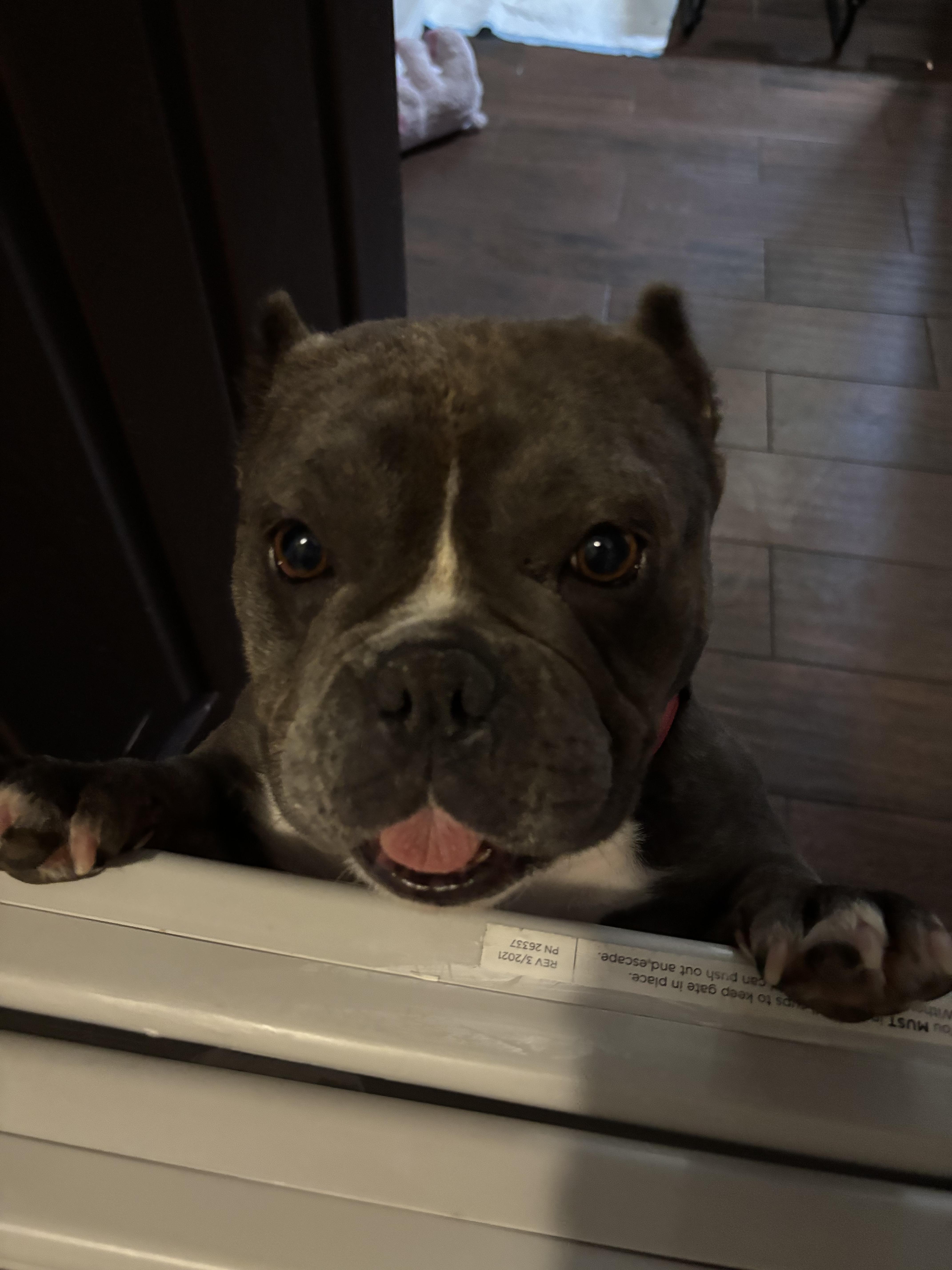 Enlarge Diamond, a Adopted American Bully in rowland heights, CA image 2/5