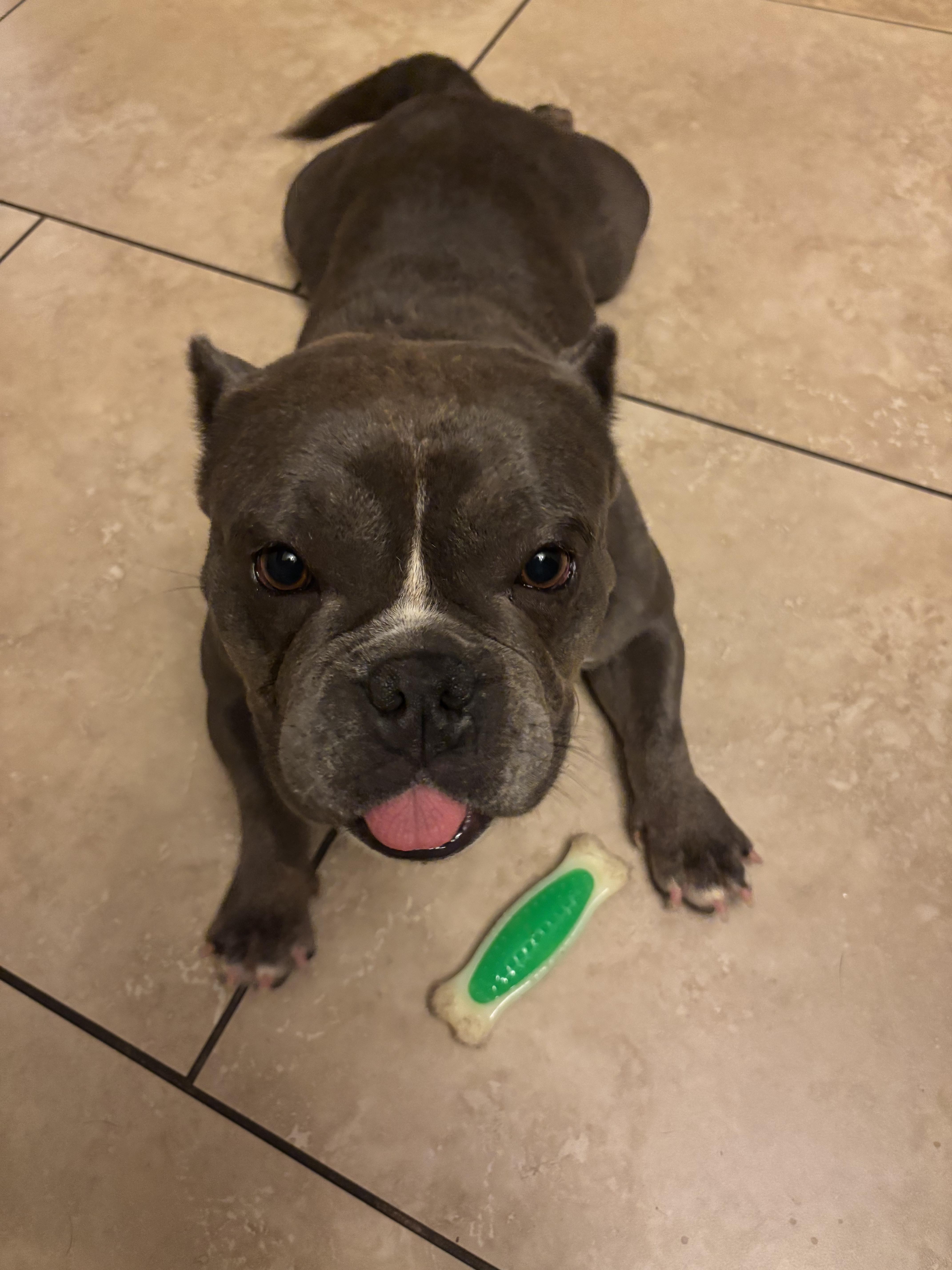 Diamond, Adopted, Adult Female American Bully.