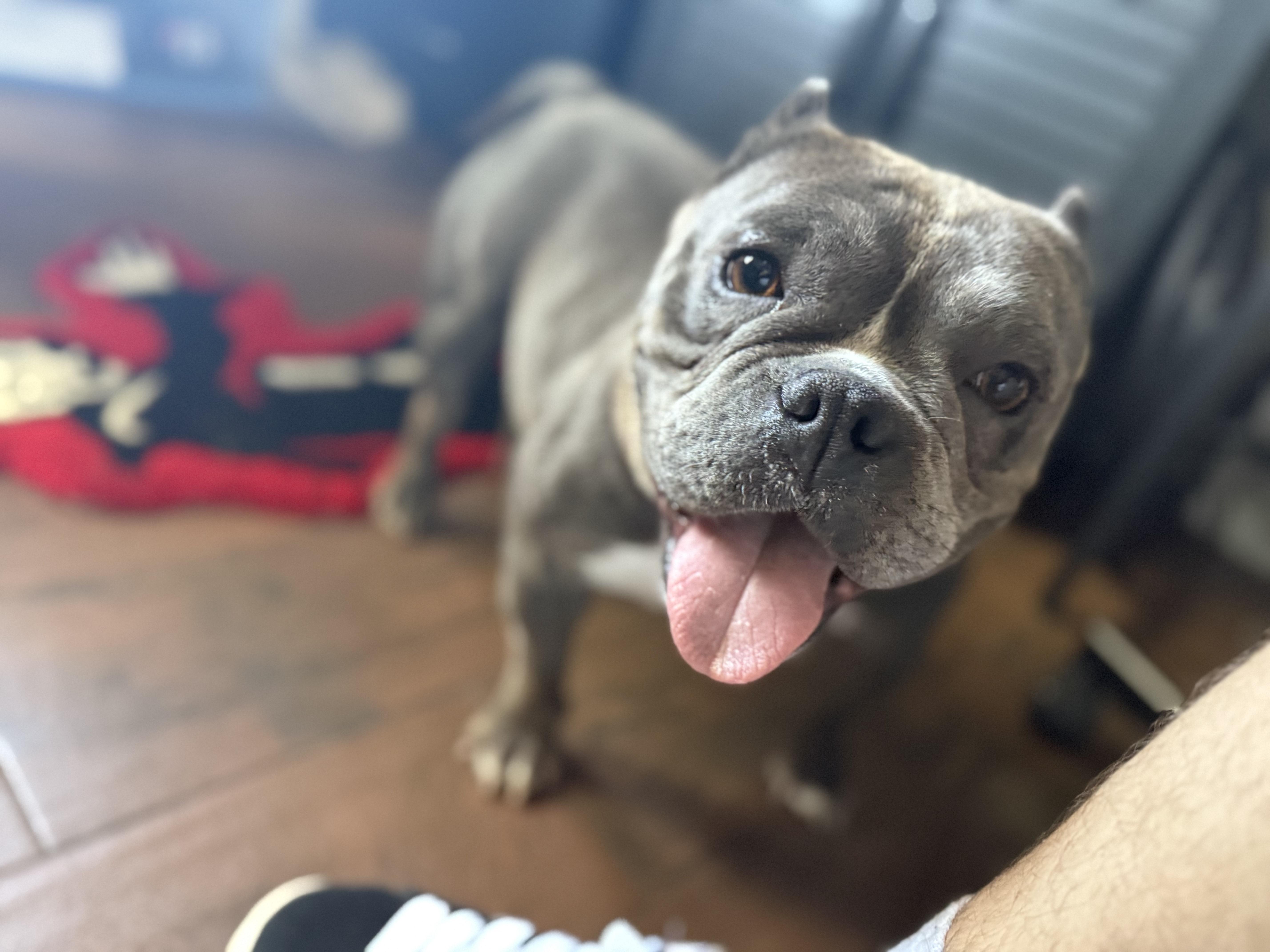 Enlarge Diamond, a Adopted American Bully in rowland heights, CA image 3/5