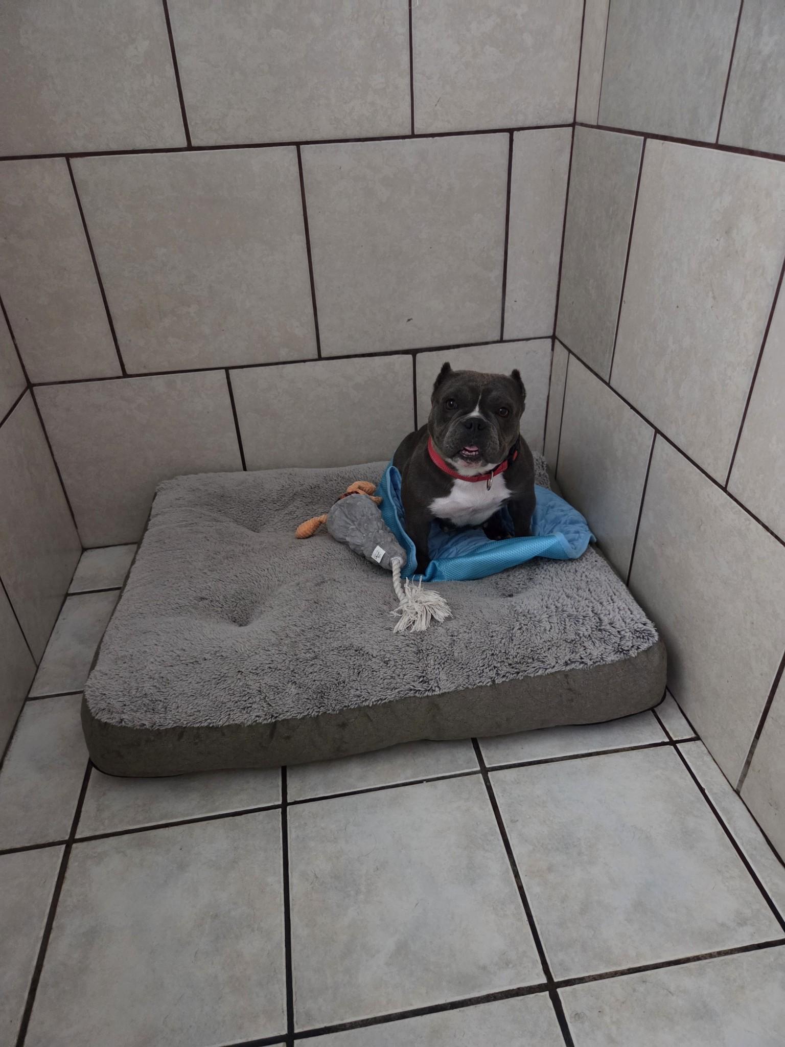 Enlarge Diamond, a Adopted American Bully in rowland heights, CA image 5/5
