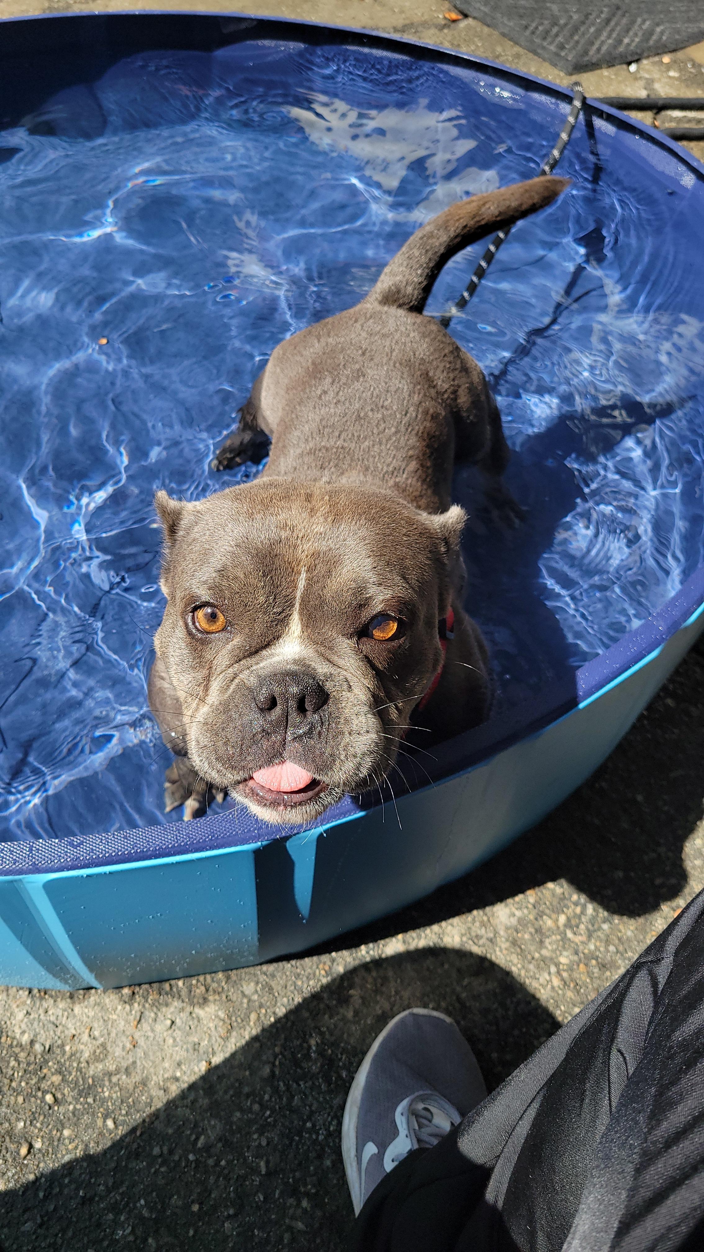 Enlarge Diamond, a Adopted American Bully in rowland heights, CA image 4/5