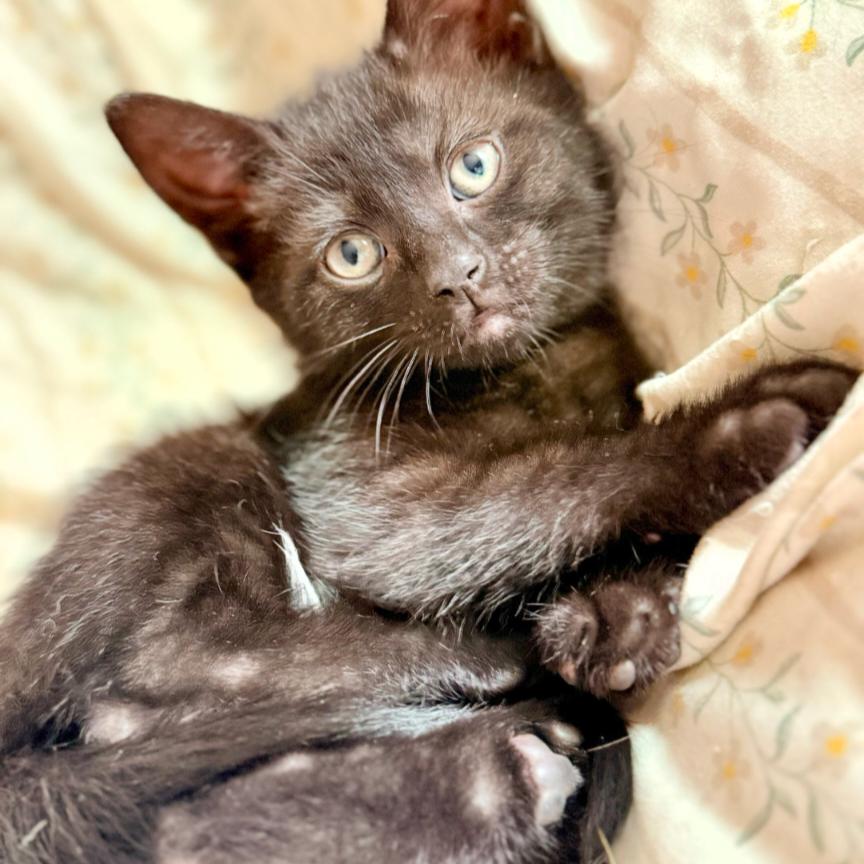 Enlarge Cayenne, a Adoptable Domestic Short Hair in Leesburg, VA image 2/5