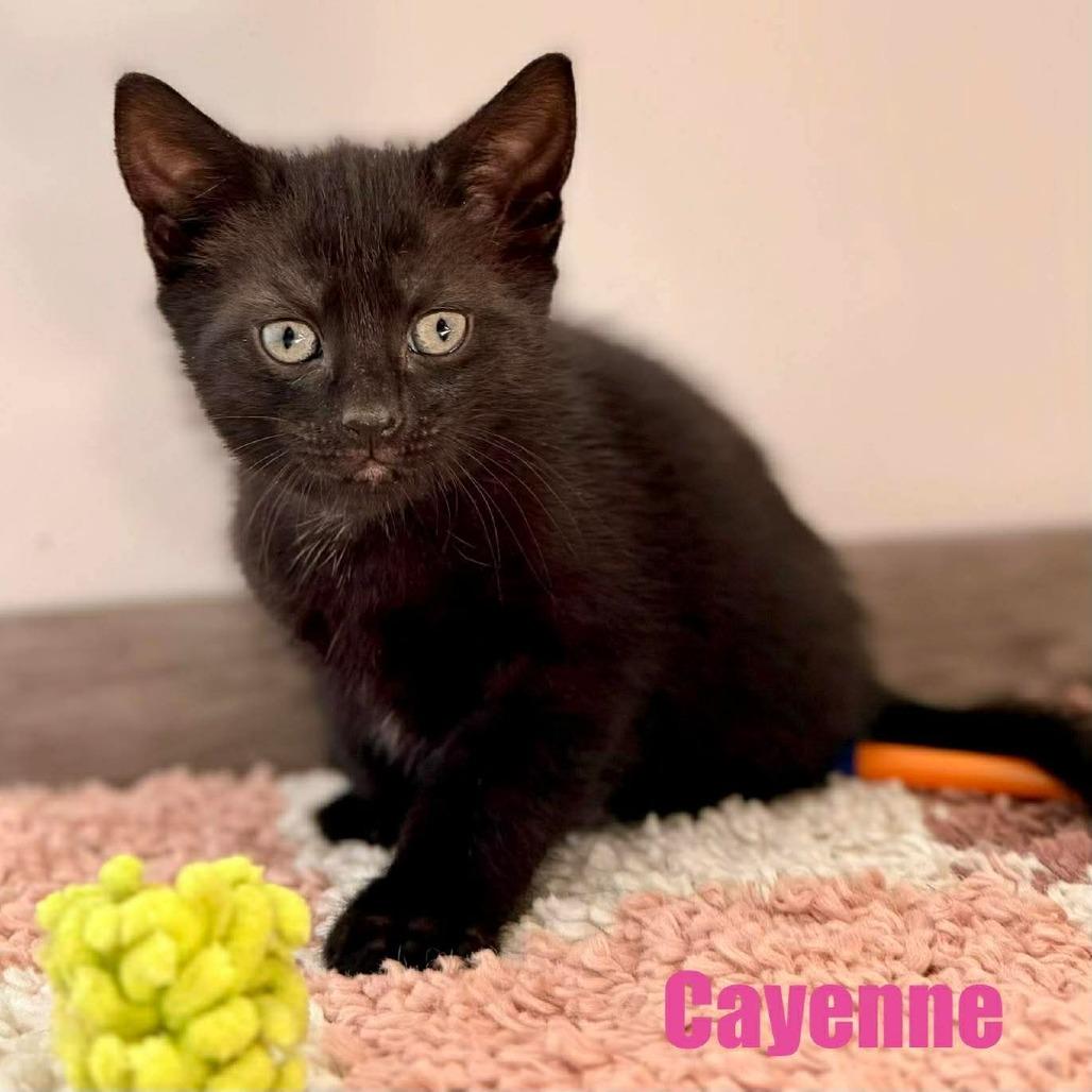 Cayenne, Adoptable, Kitten Female Domestic Short Hair.