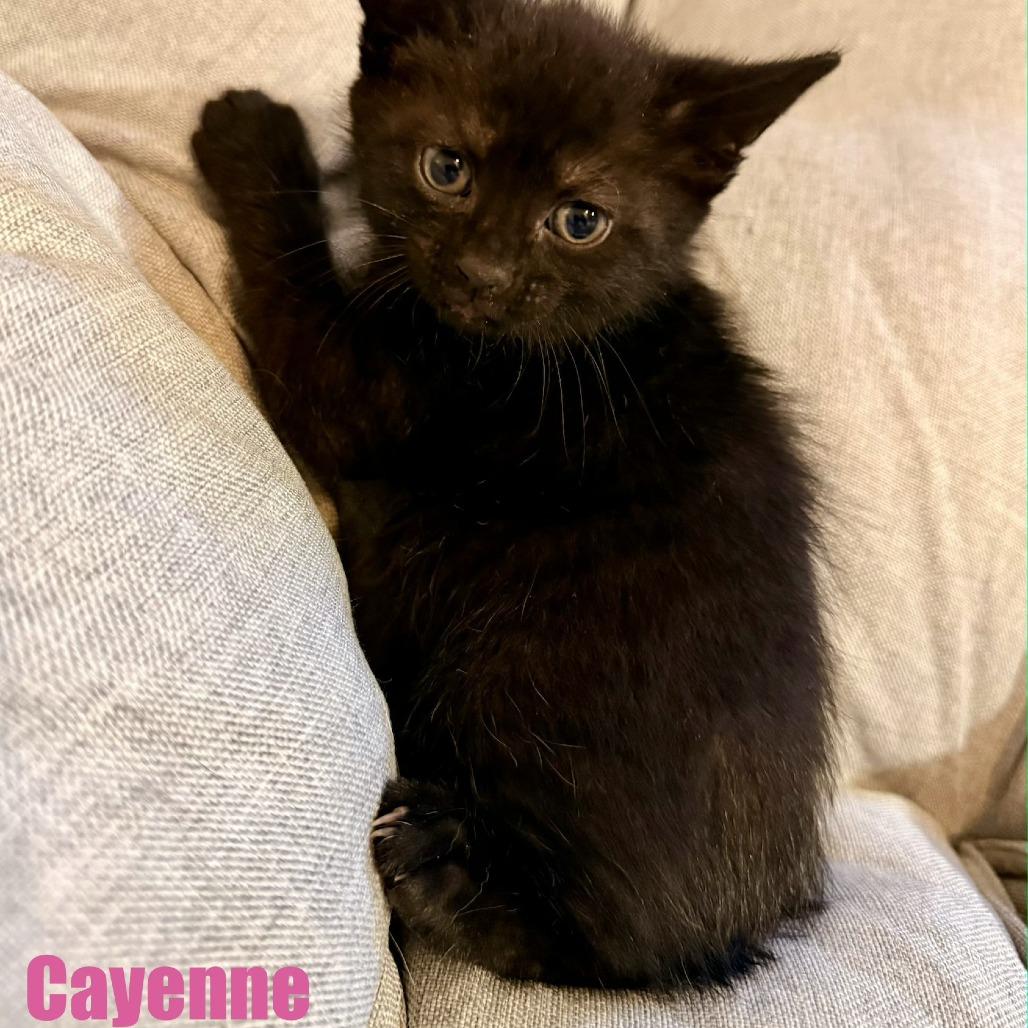 Enlarge Cayenne, a Adoptable Domestic Short Hair in Leesburg, VA image 5/5