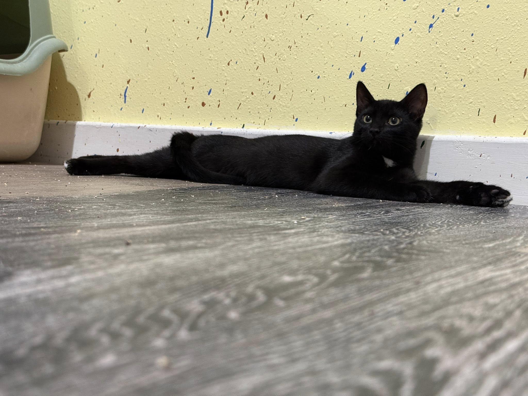 Calypso, Adoptable, Kitten Female Domestic Short Hair.