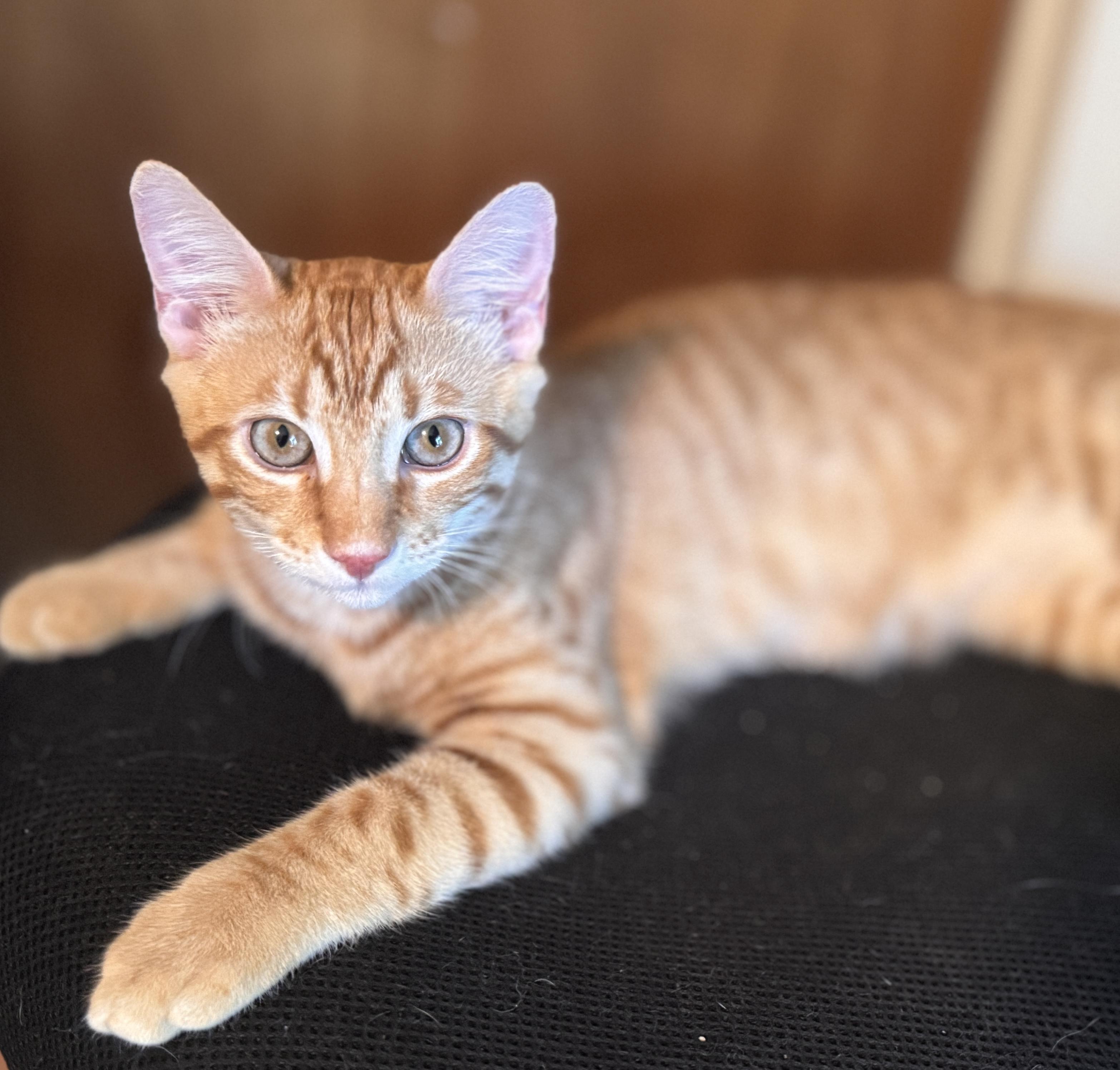 Enlarge Stevie, a Adoptable Tabby in Coppell, TX image 3/5