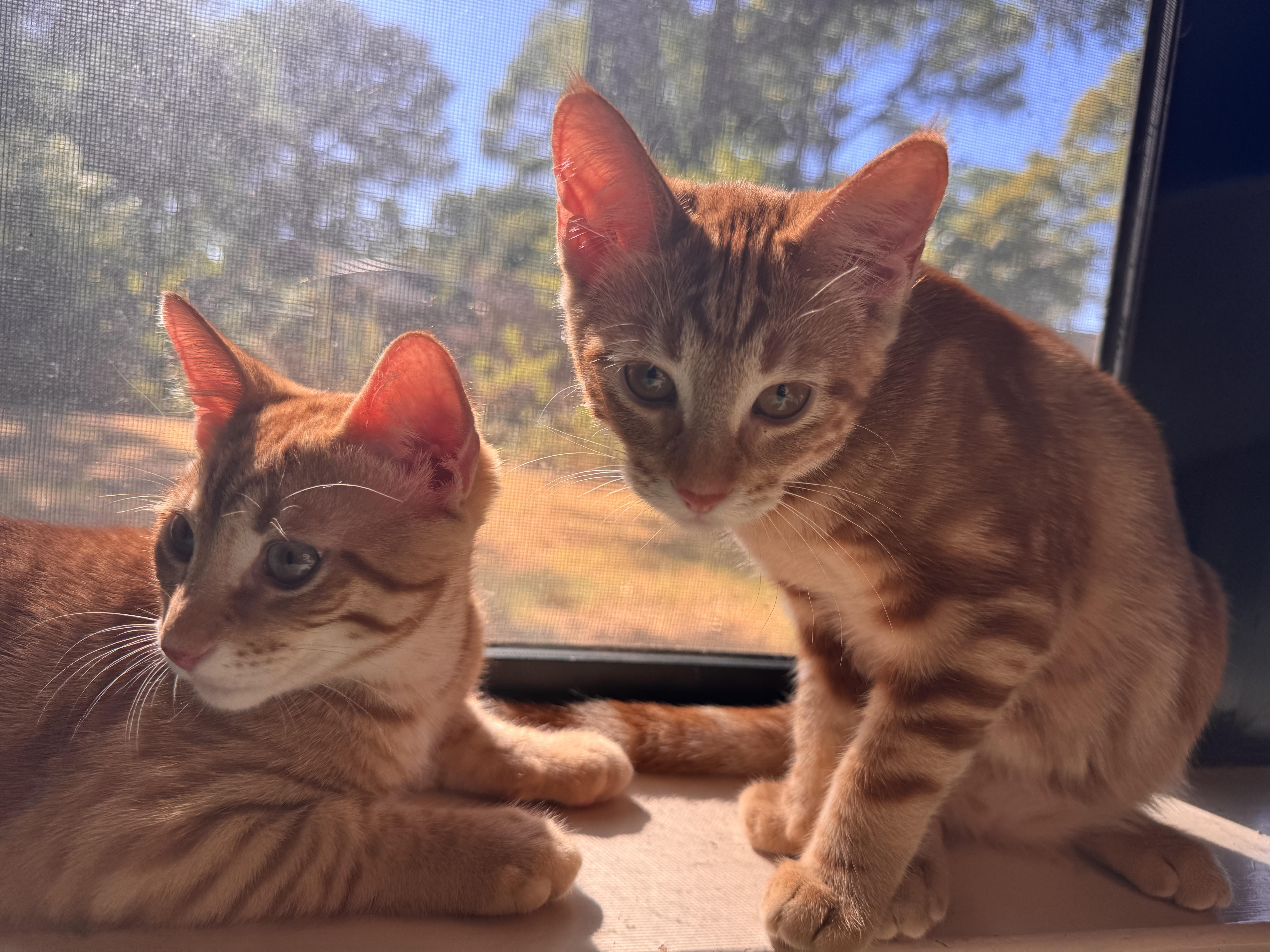 Enlarge Stevie, a Adoptable Tabby in Coppell, TX image 5/5