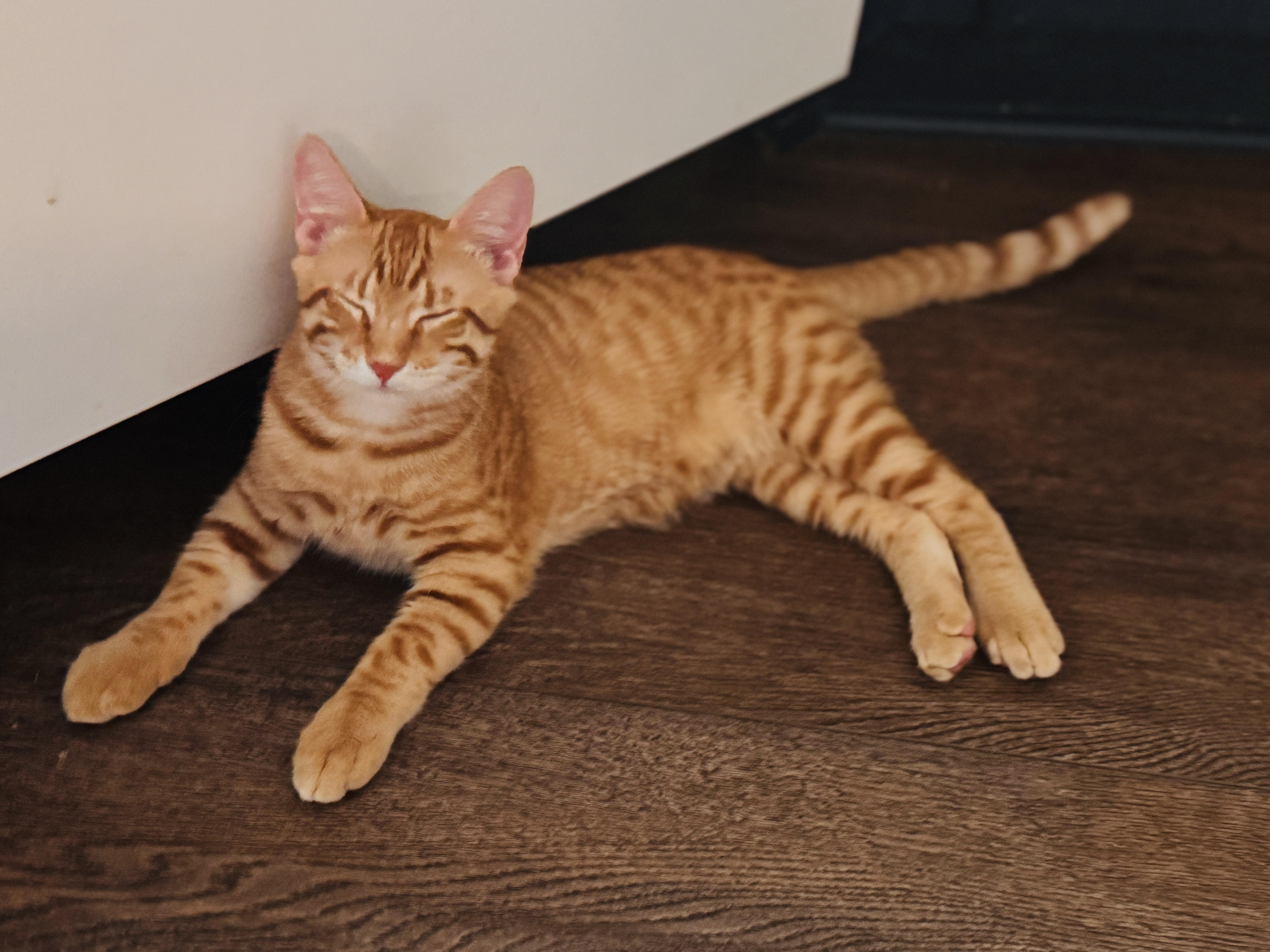 Enlarge Stevie, a Adoptable Tabby in Coppell, TX image 1/5