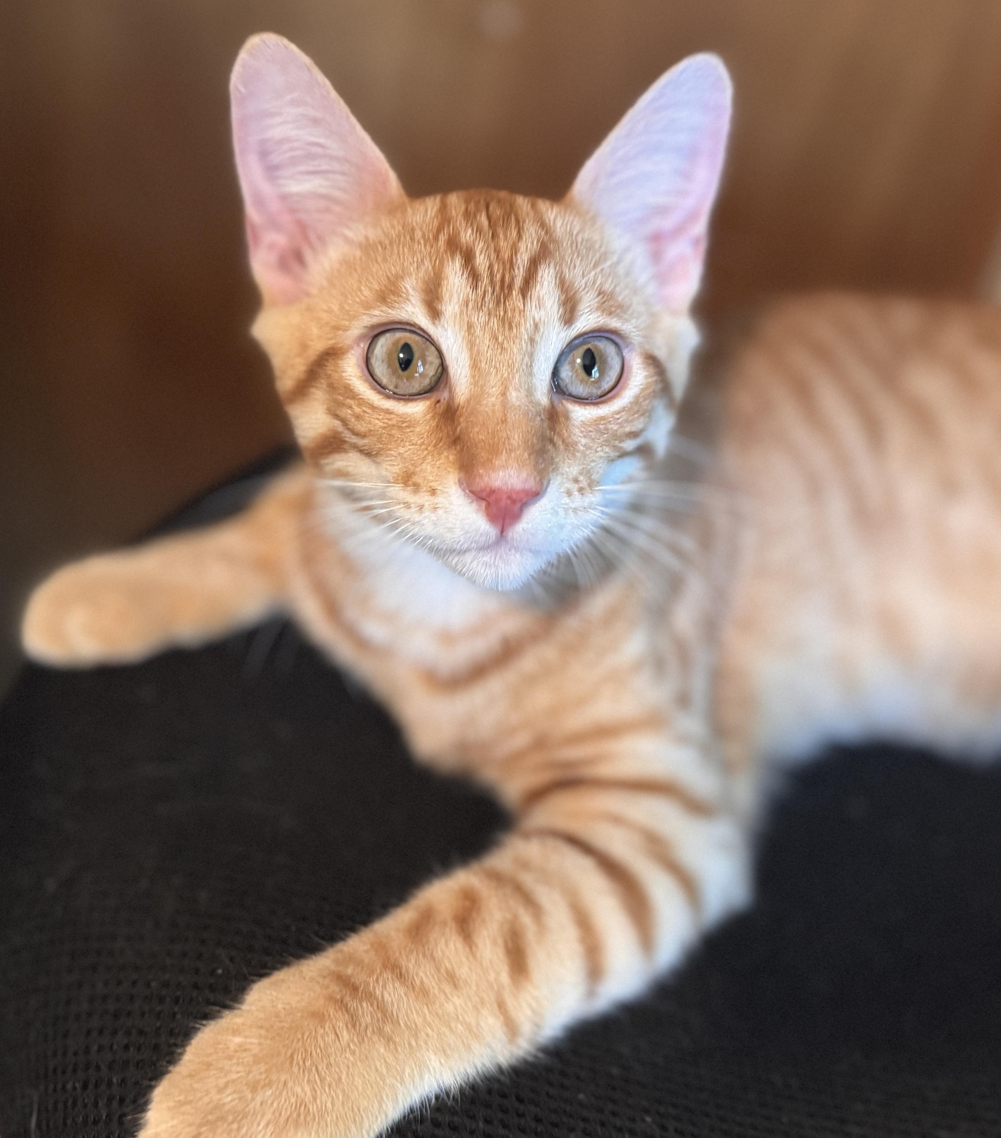 Enlarge Stevie, a Adoptable Tabby in Coppell, TX image 2/5