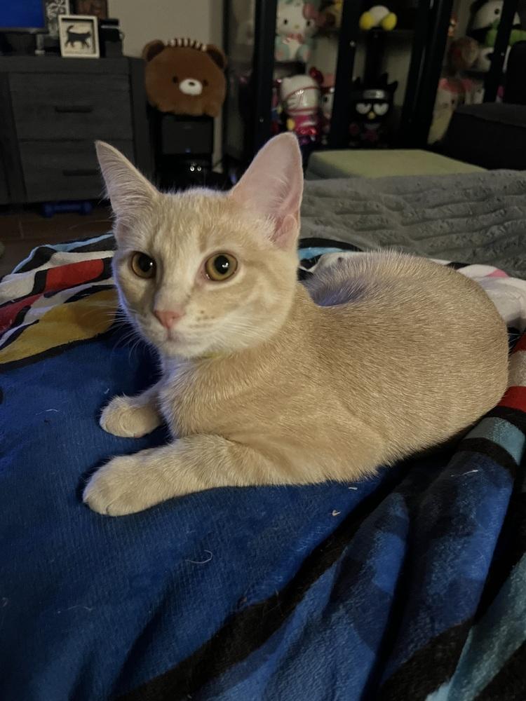 Enlarge Grapefruit (Citrus Crew), a Adoptable Domestic Short Hair in Blanchard, OK image 2/6