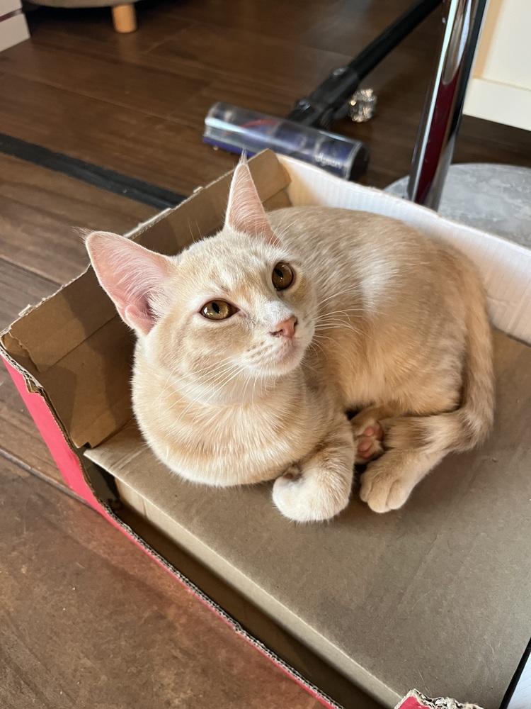 Enlarge Grapefruit (Citrus Crew), a Adoptable Domestic Short Hair in Blanchard, OK image 3/6