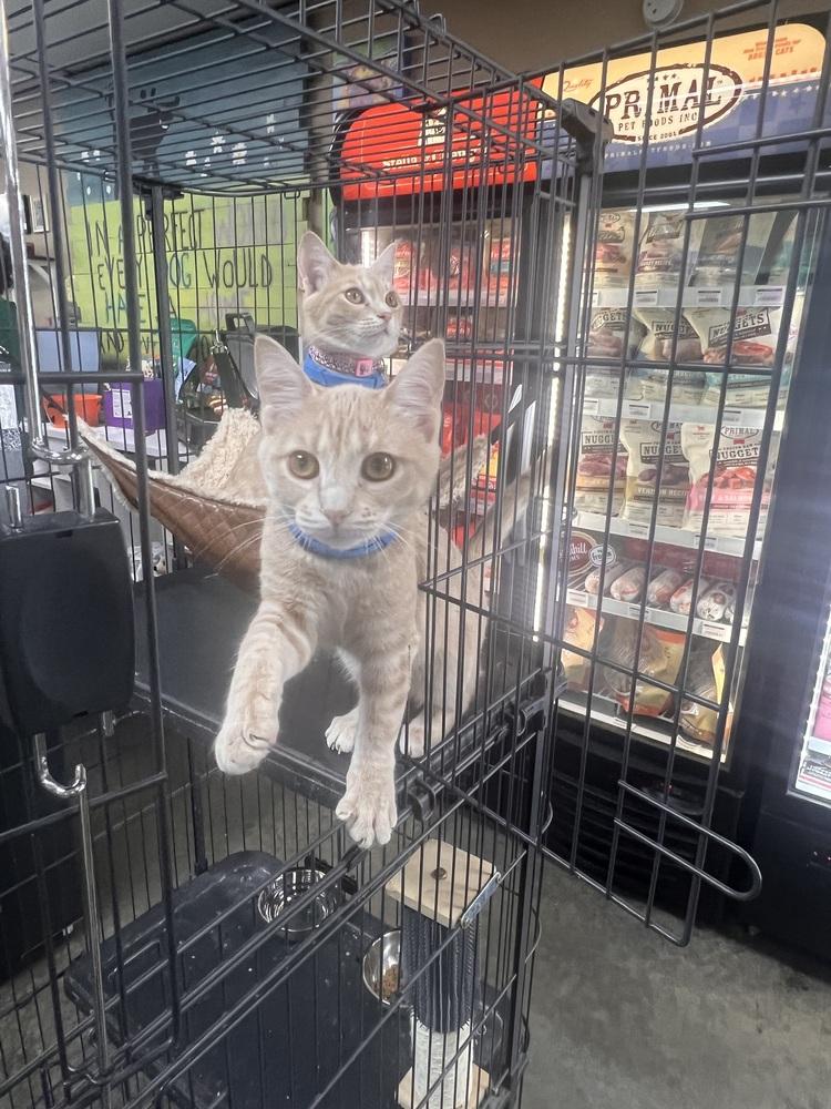 Enlarge Grapefruit (Citrus Crew), a Adoptable Domestic Short Hair in Blanchard, OK image 5/6